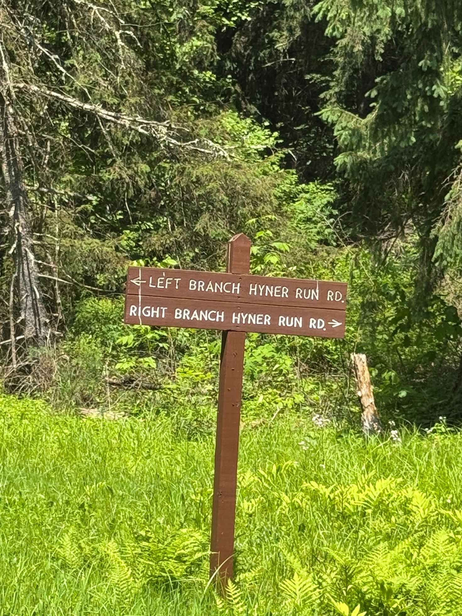 Left Branch Hyner Run Road