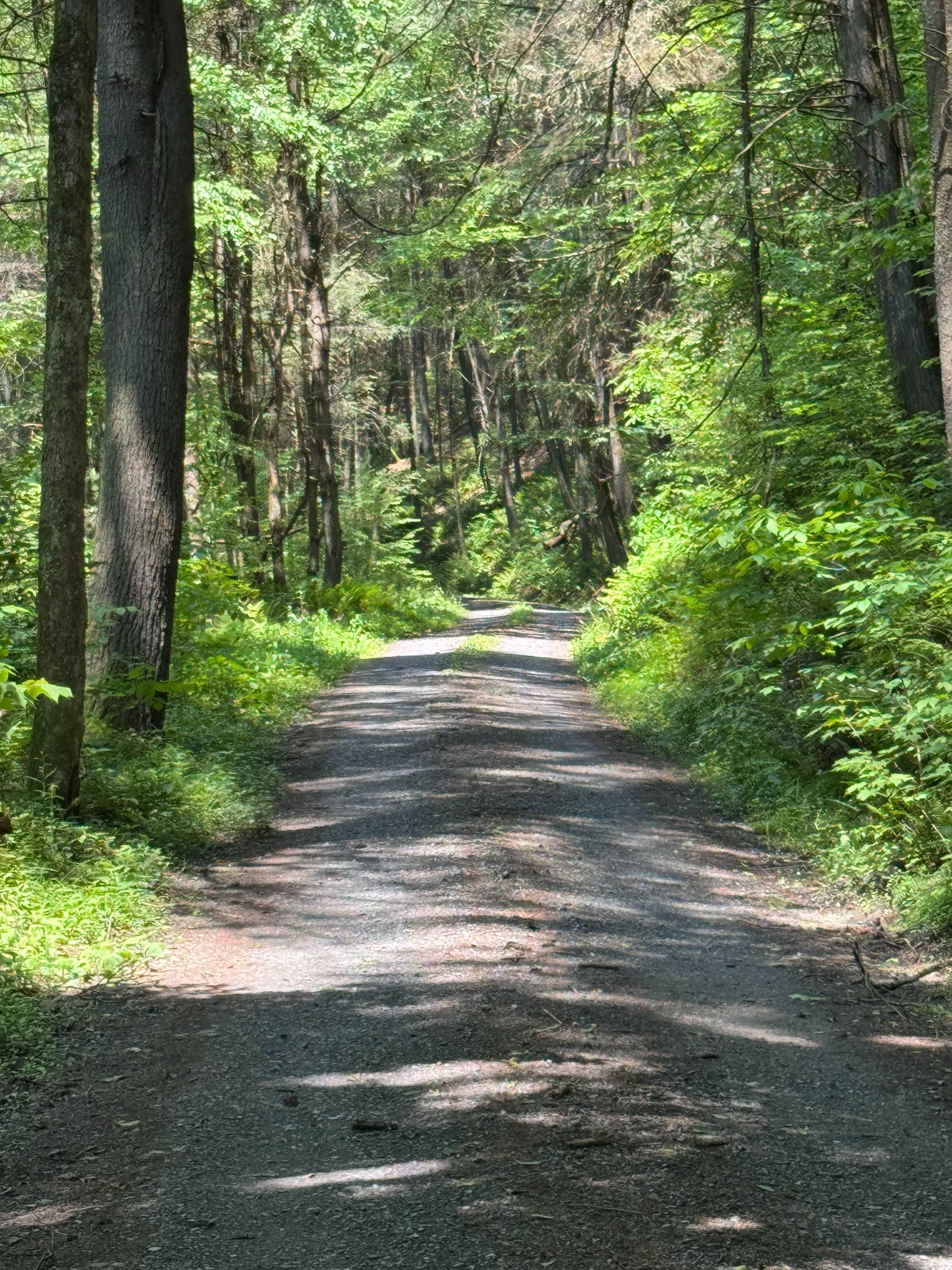 Left Branch Hyner Run Road