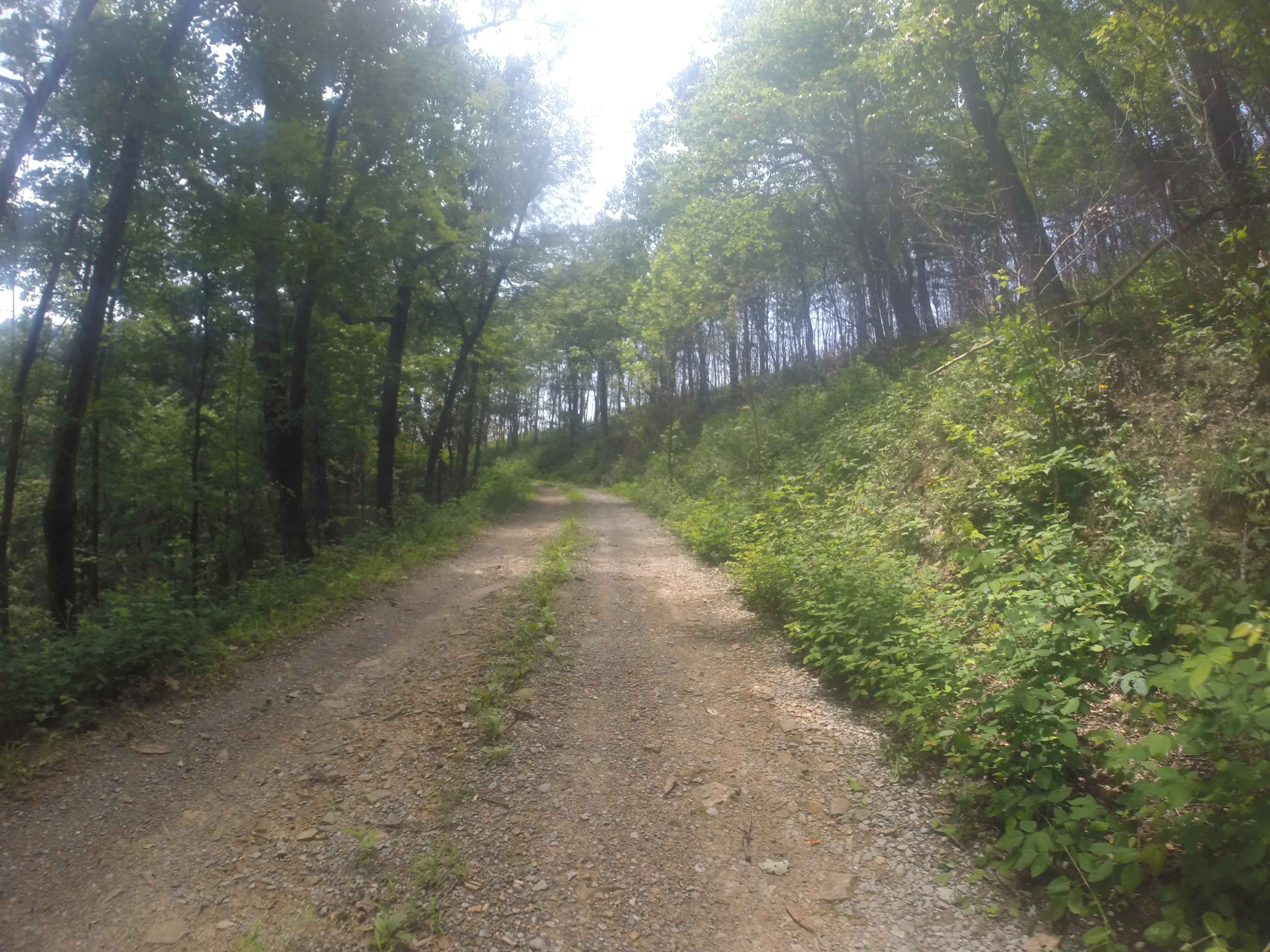 Chestnut Mountain - FS 212