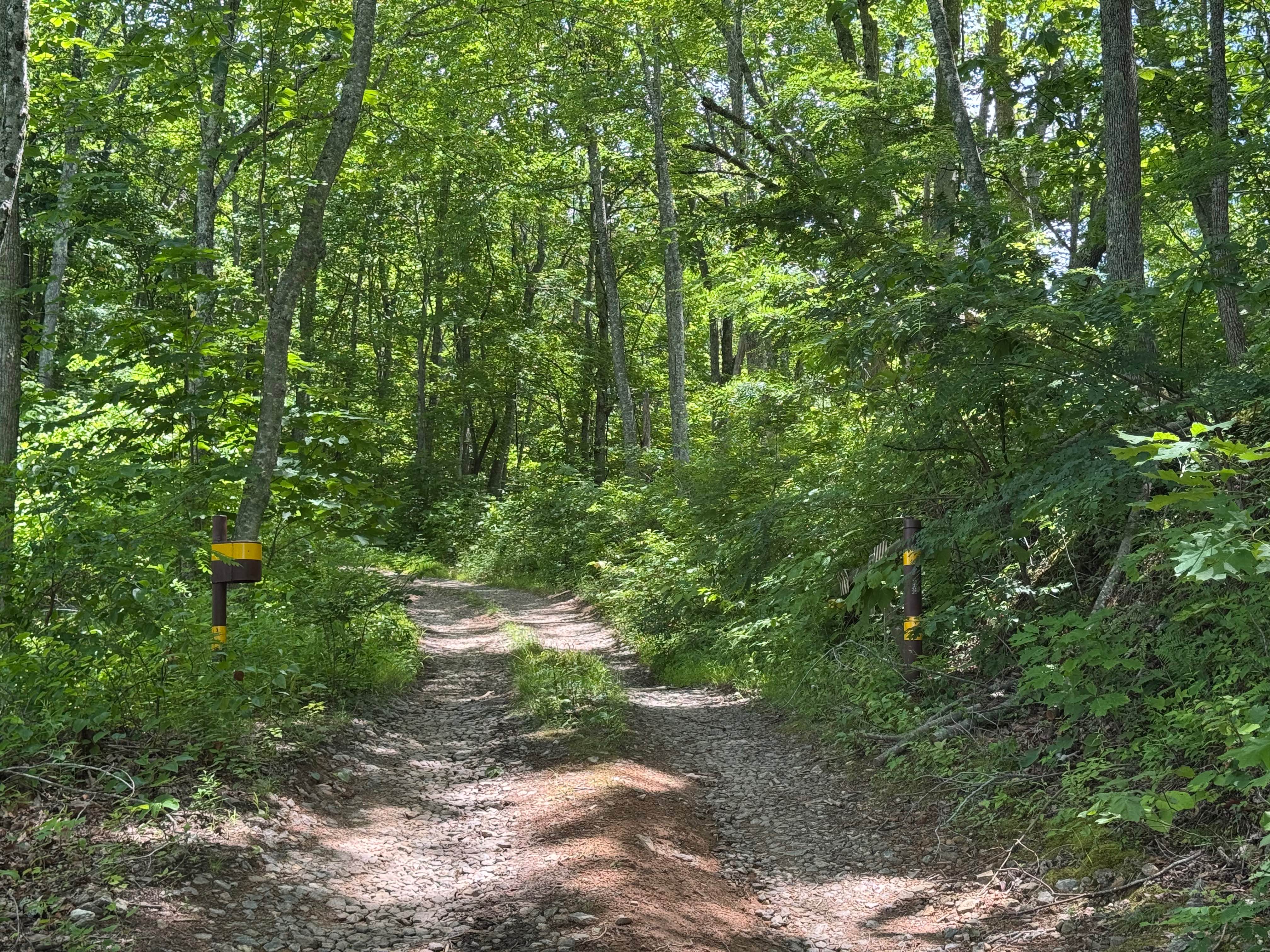 Old Bald Ridge - FS 4652