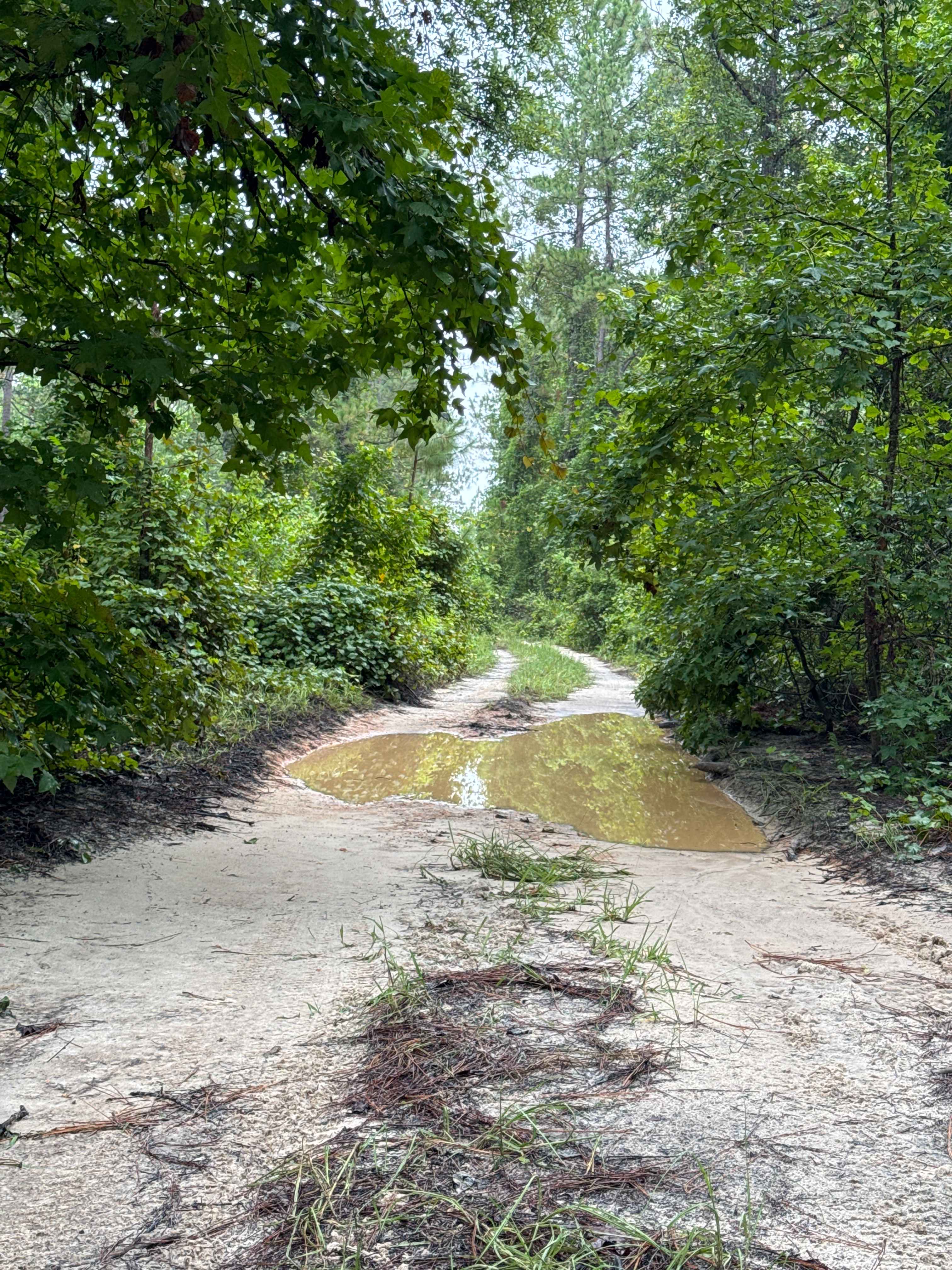 Ocala National Forest Road 65