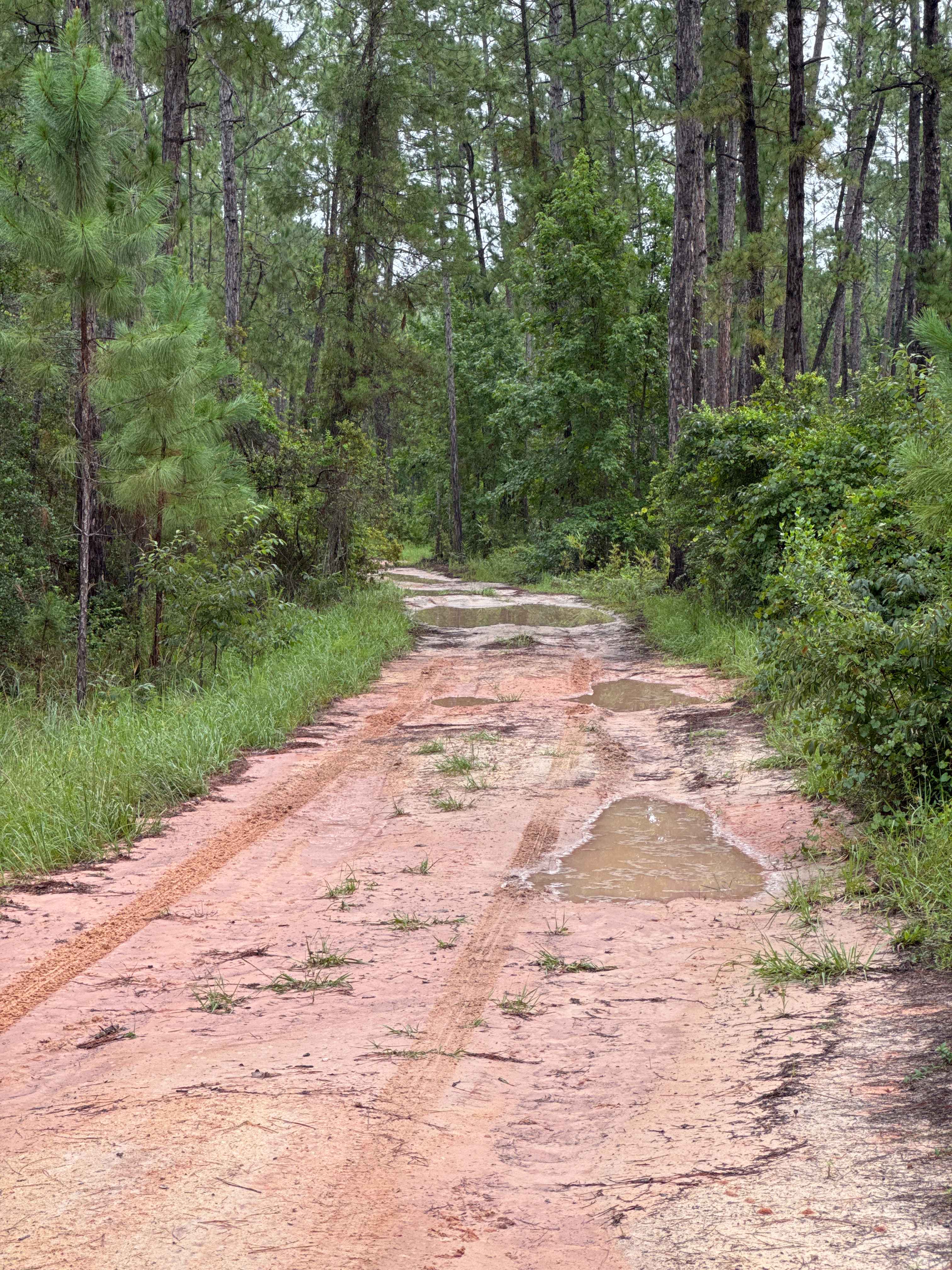 Ocala National Forest Road 65