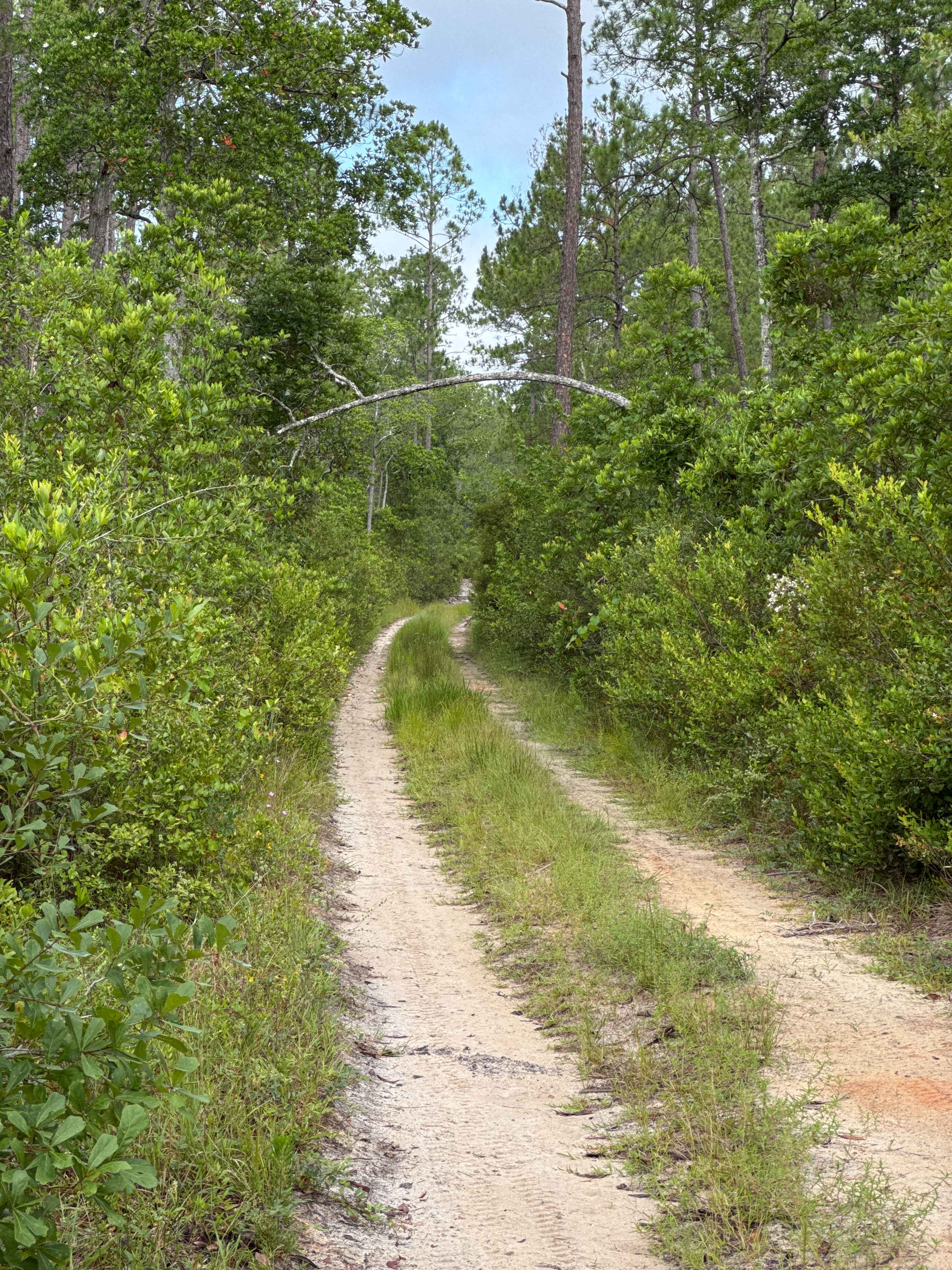 Jumper Creek - FS 34