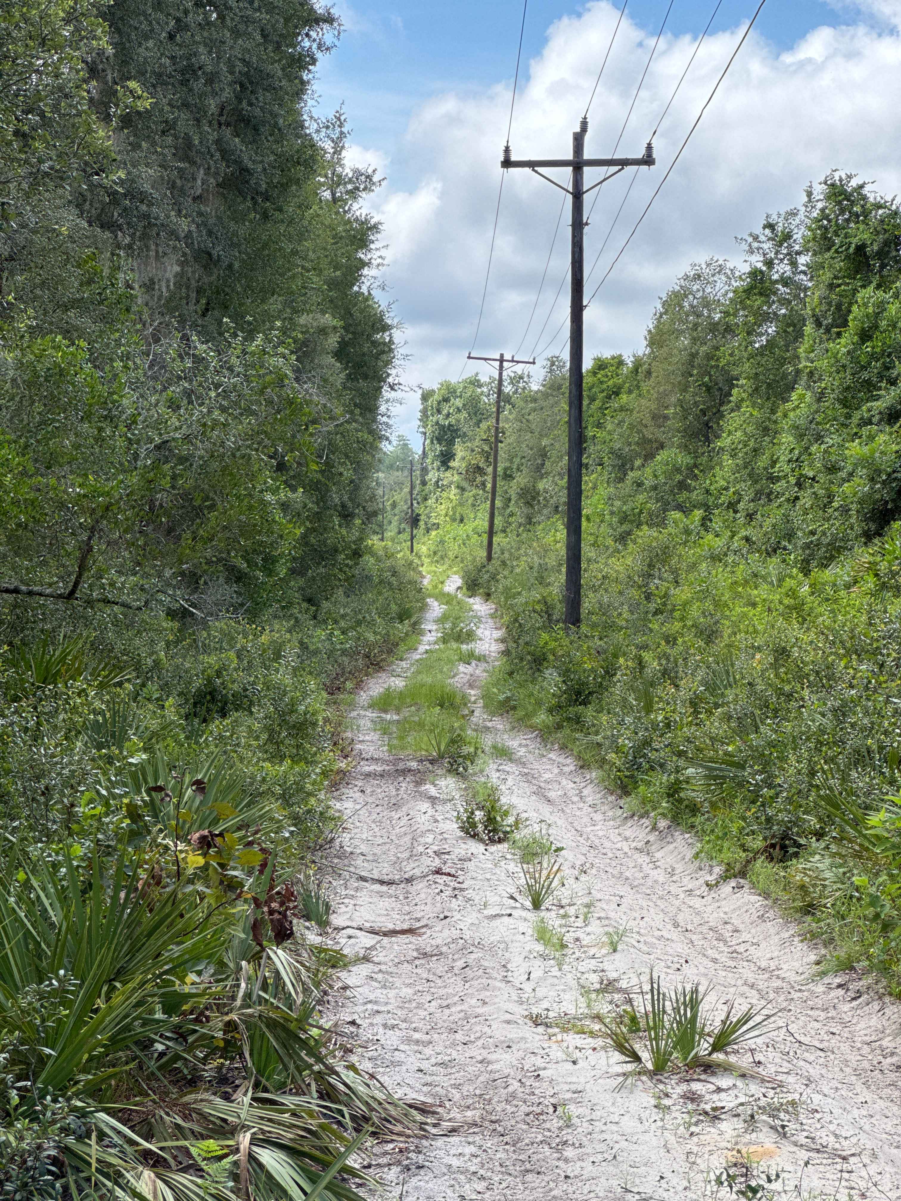 Ocala National Forest Road 19-14.8