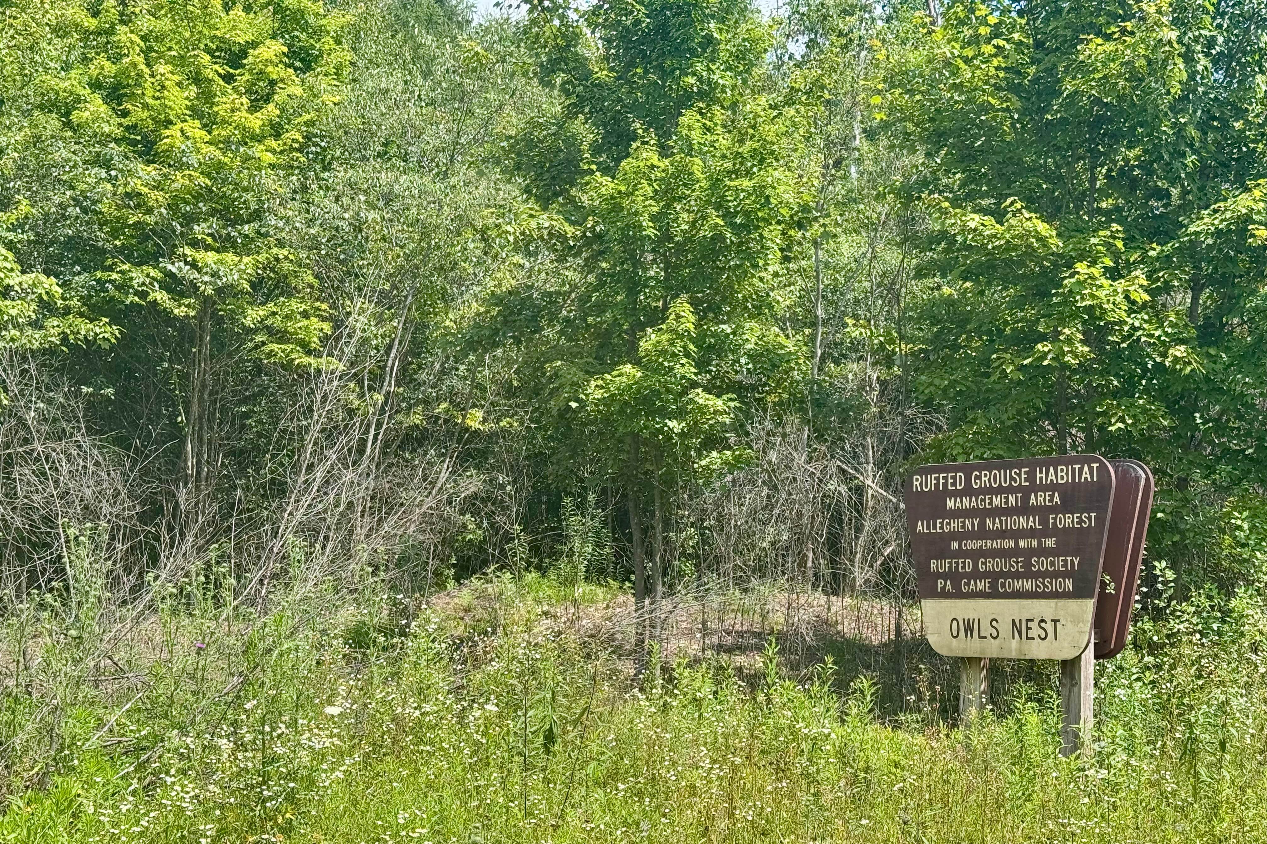 Owls Nest Road - FS 136