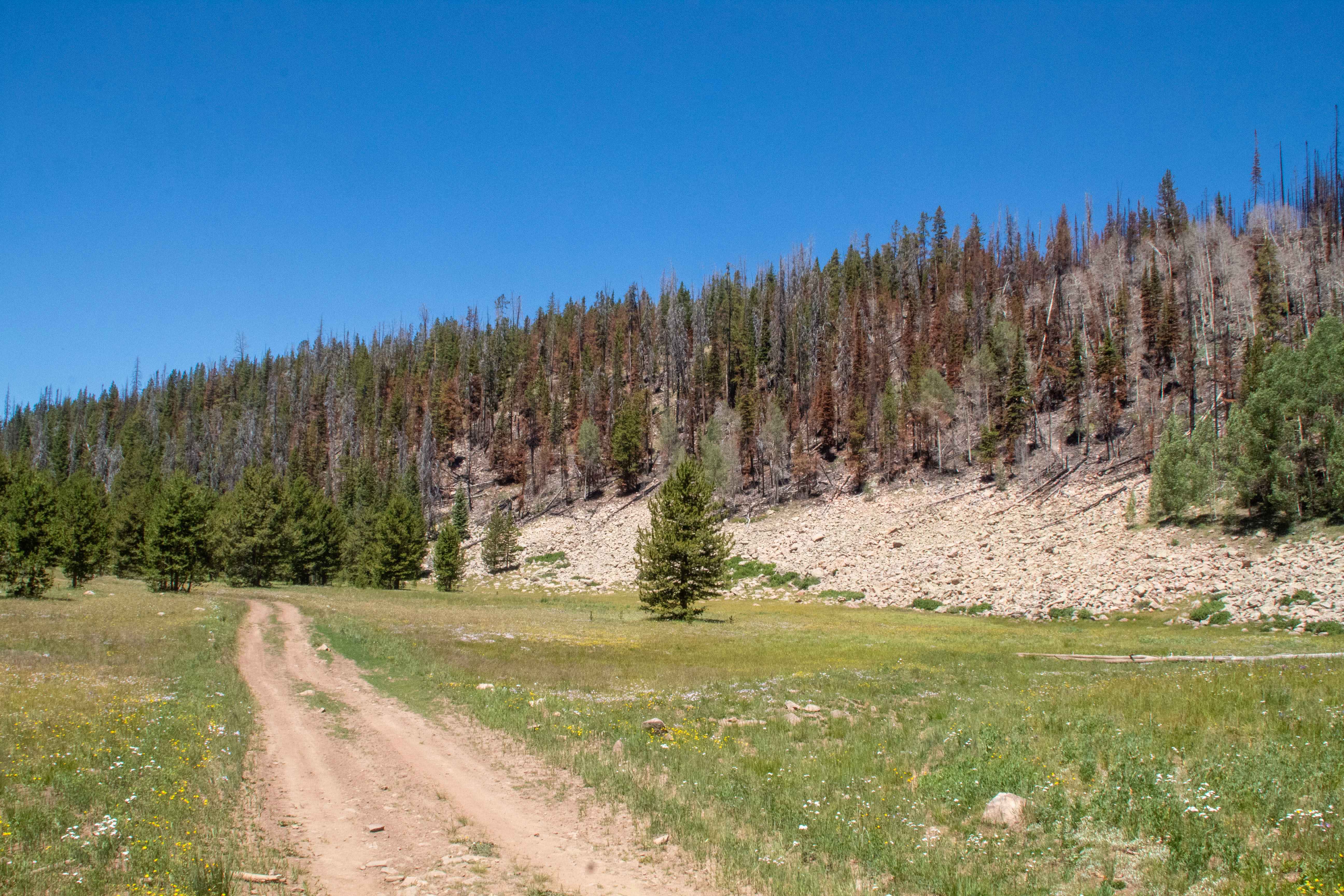 Left Fork Rhodes Canyon