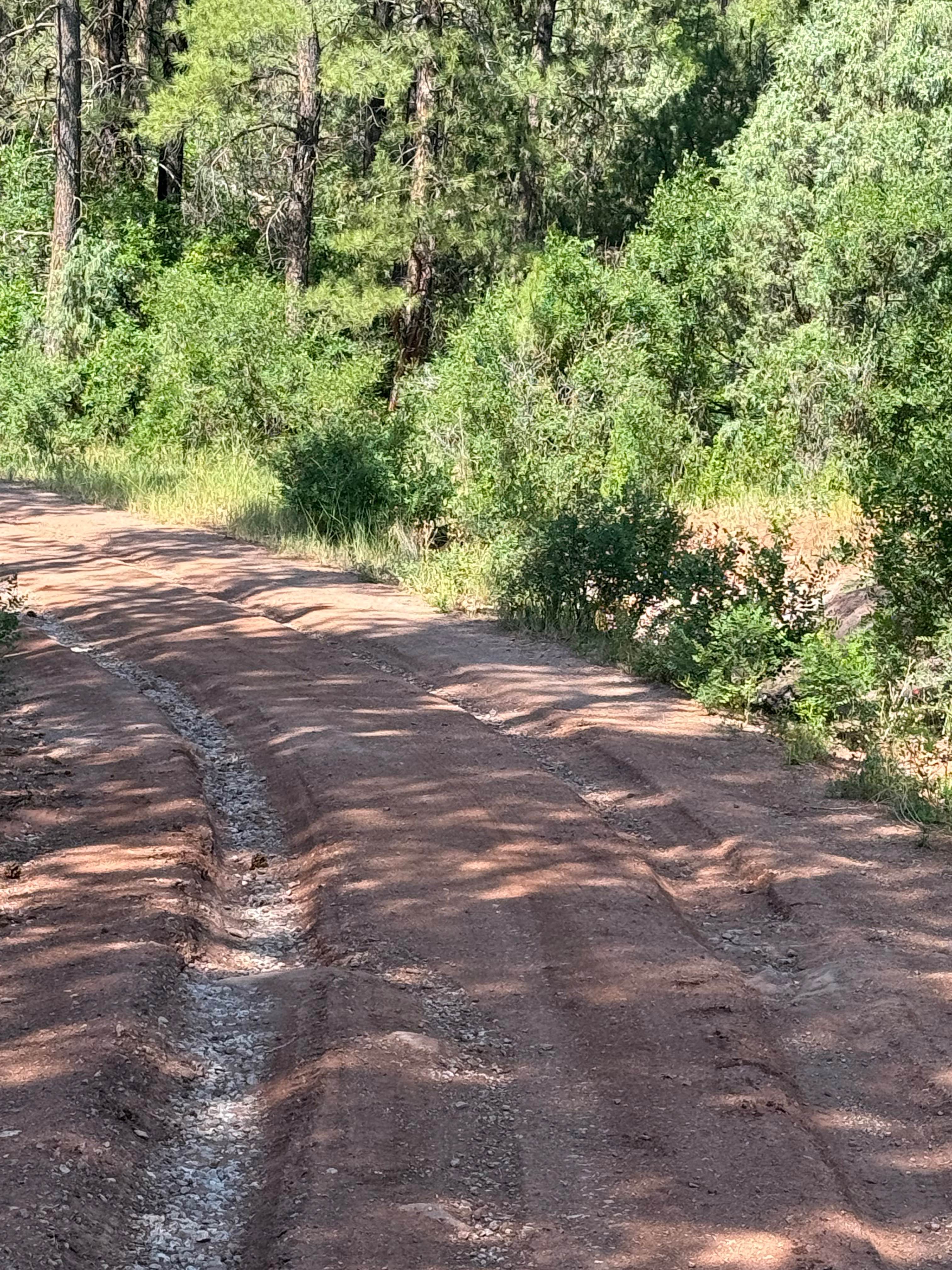 Blue Bird San Diego - FR 533