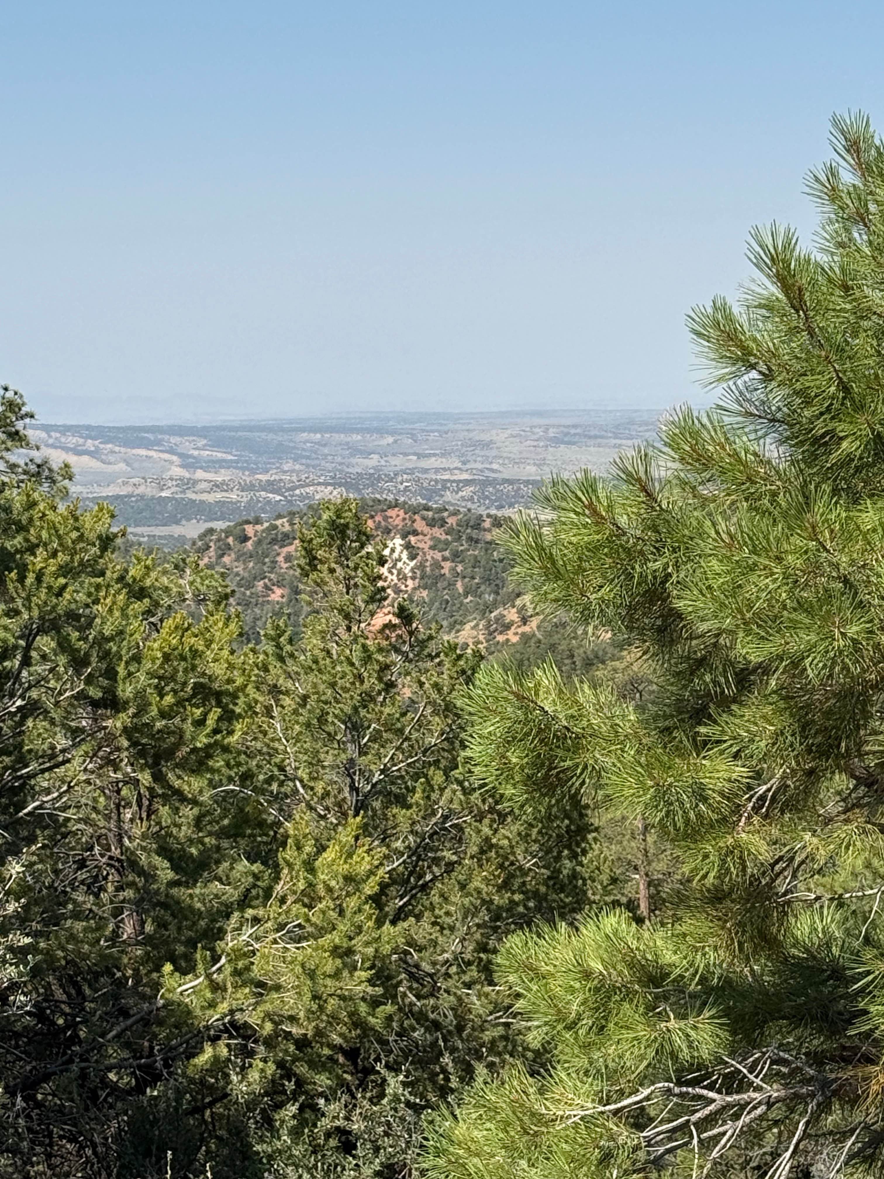 Blue Bird San Diego - FR 533