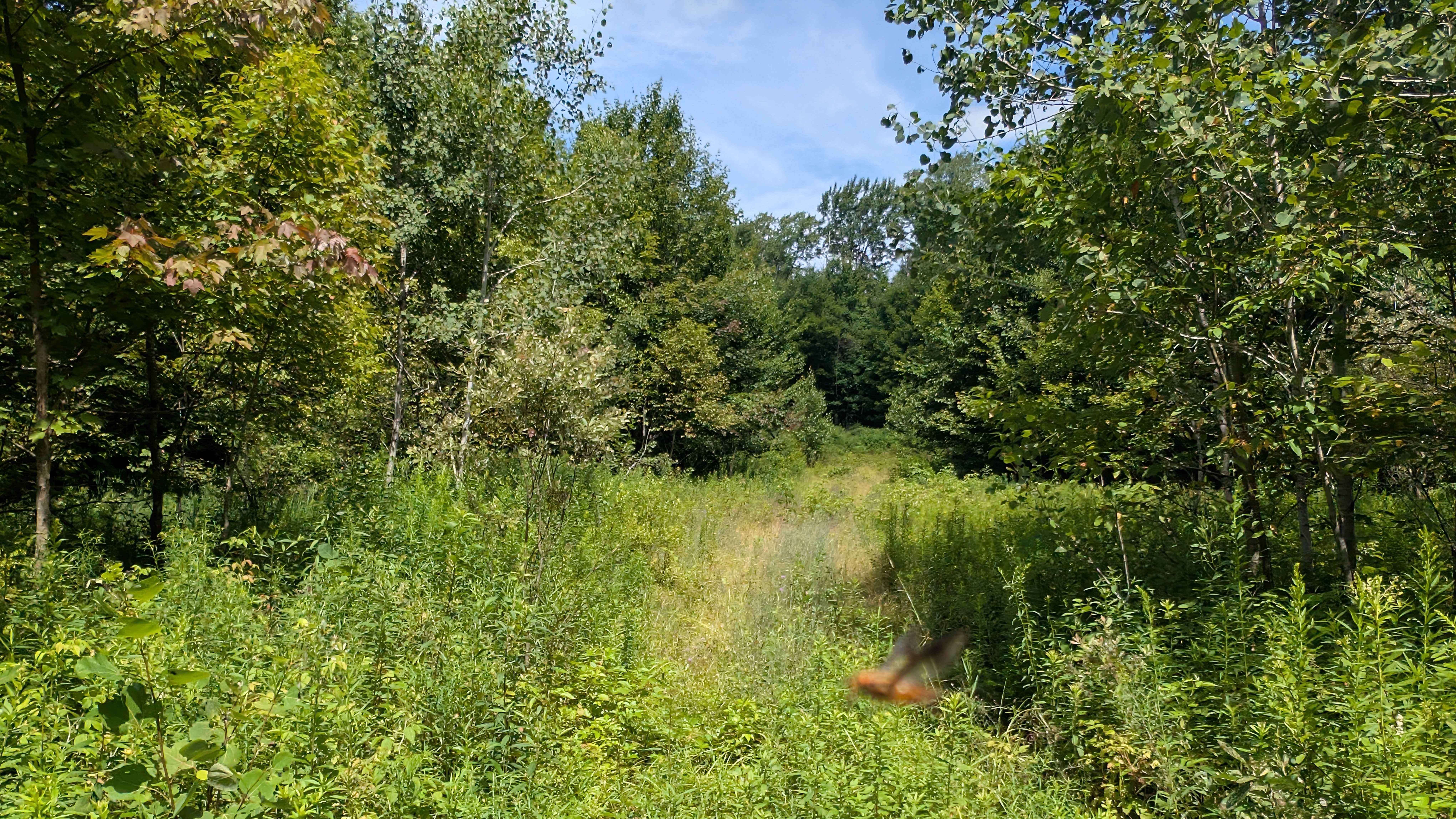 Albert Marsh Hill Trail