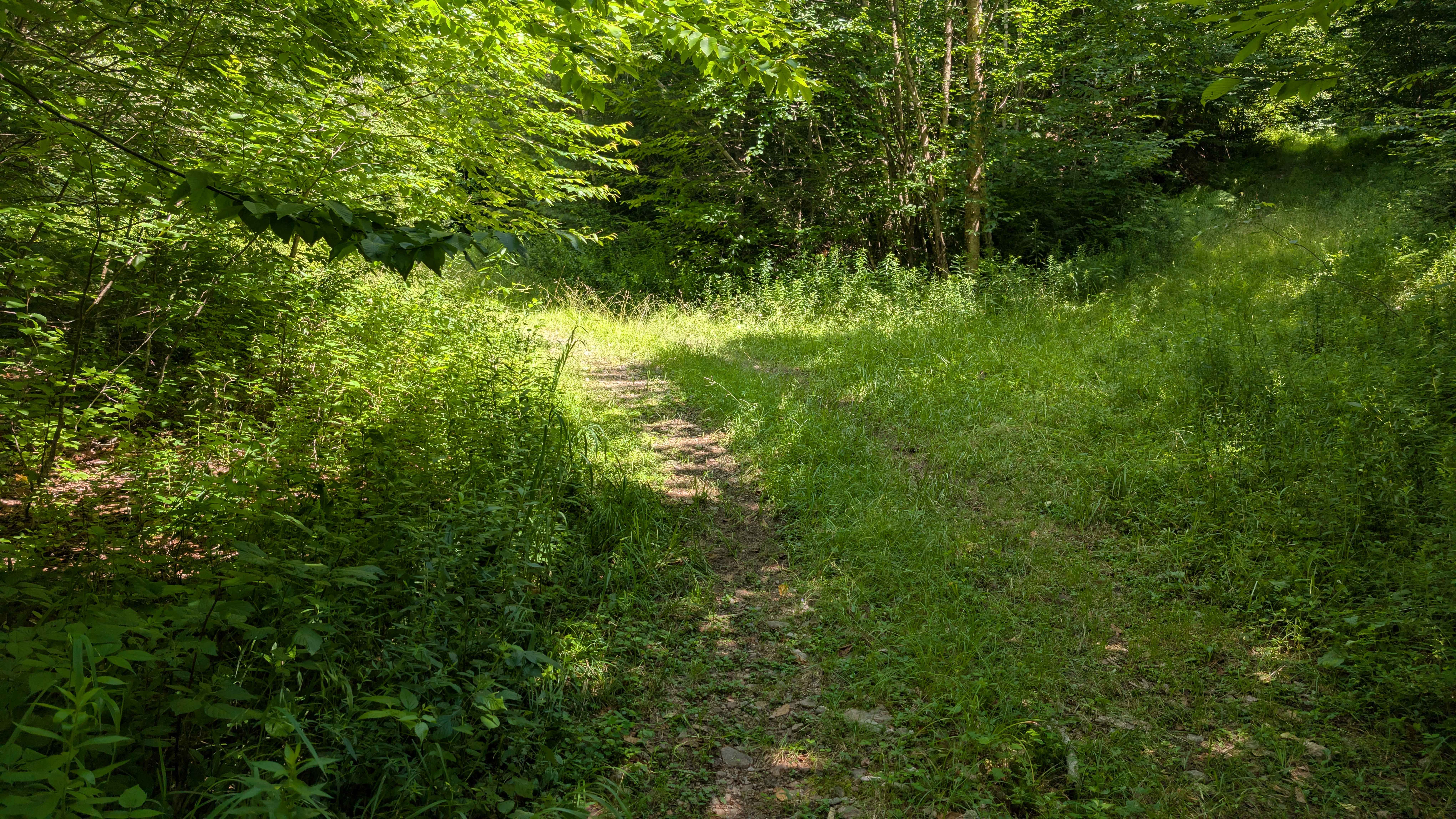 Albert Marsh Hill Trail