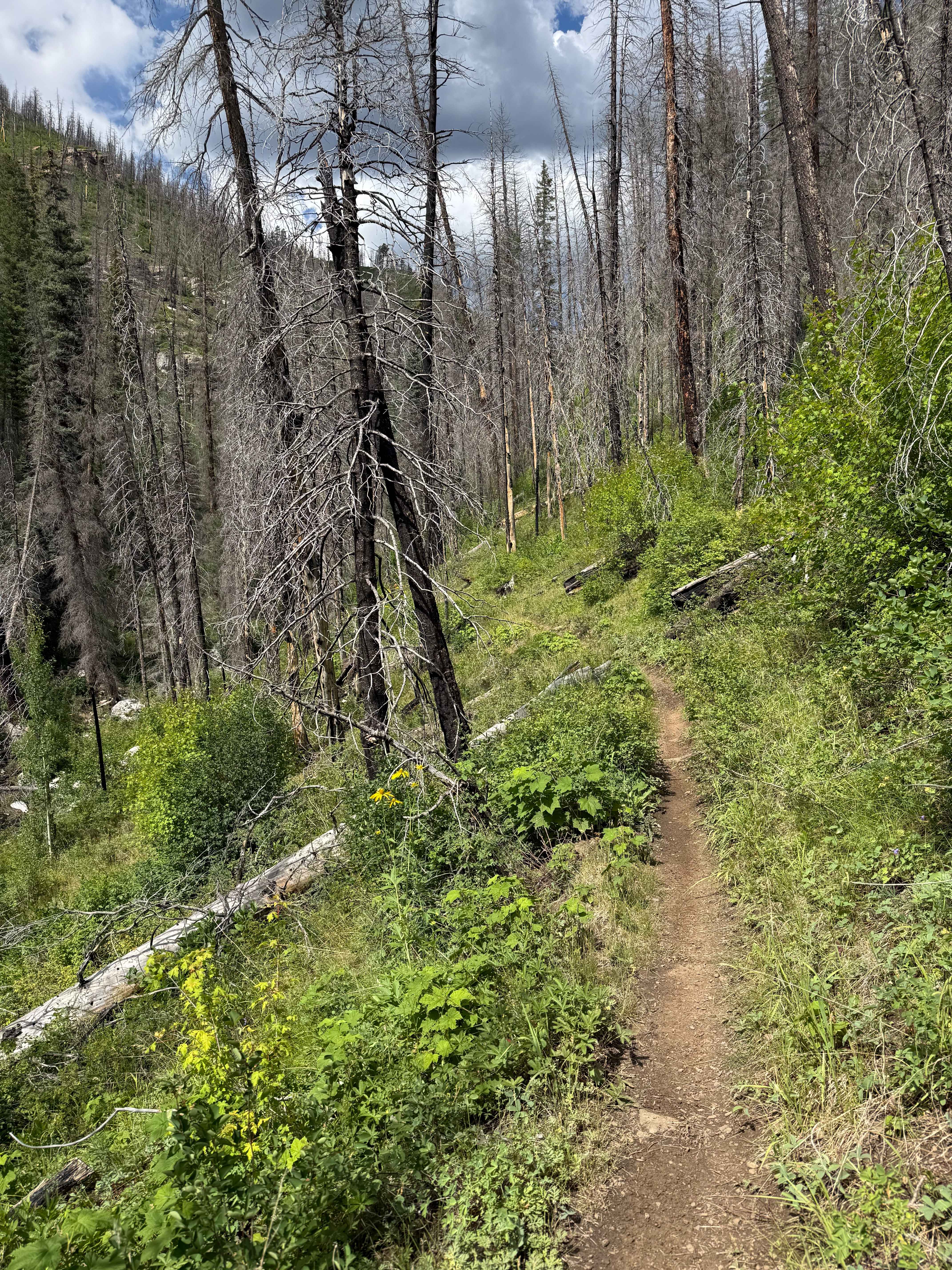 Hermosa Creek Trail (514)