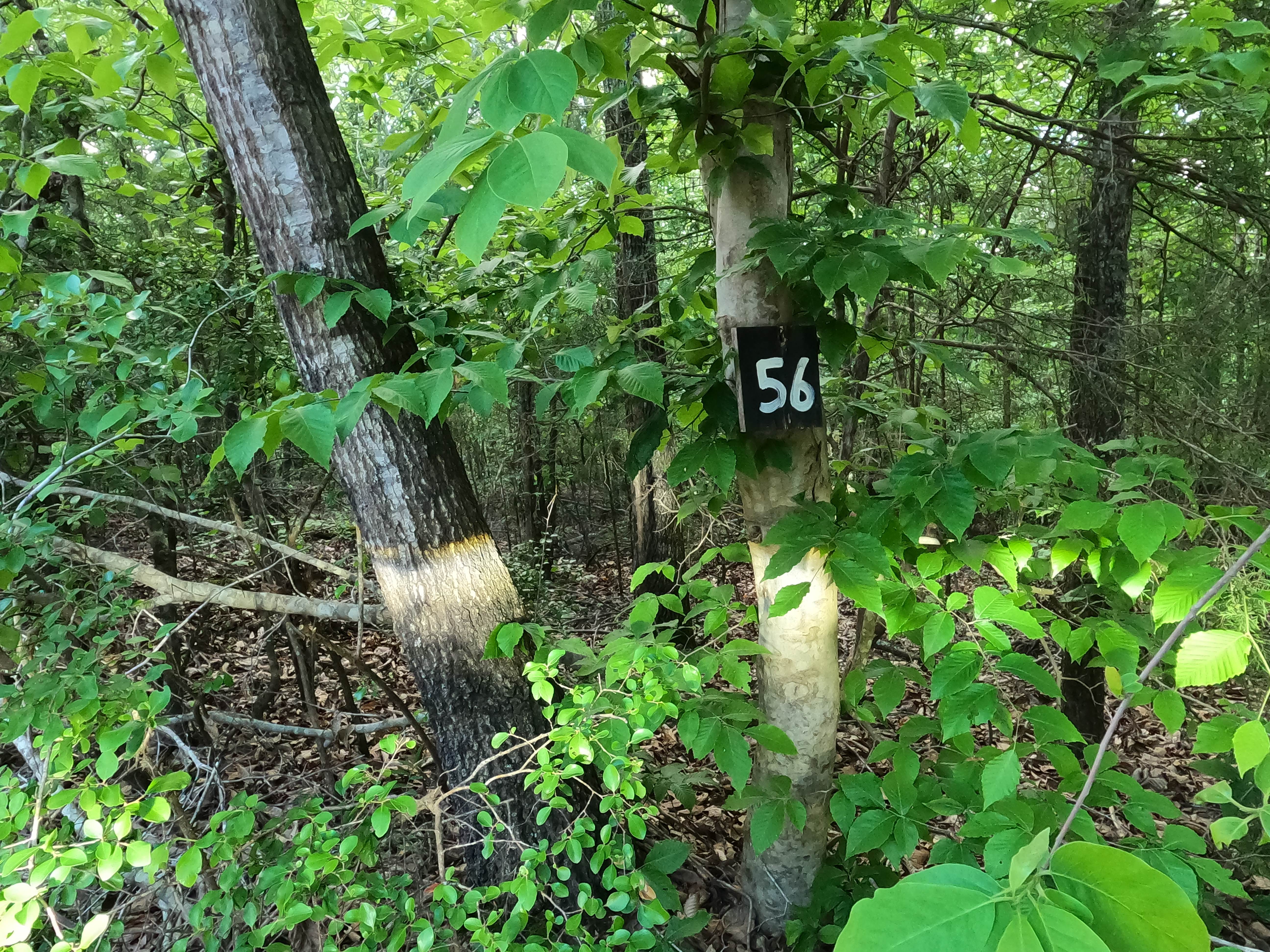 Trail 56