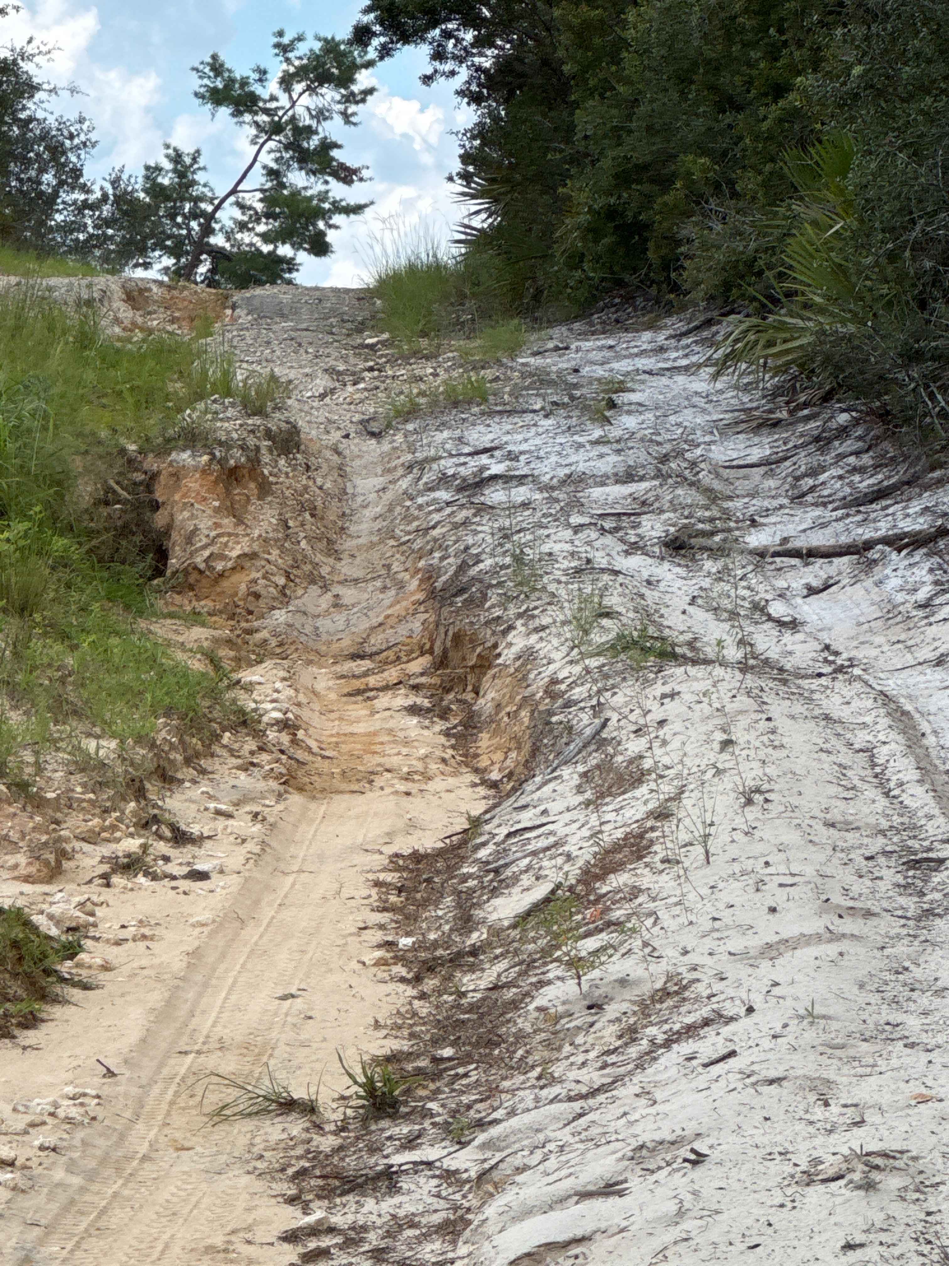 Ocala National Forest Road 33-9.41