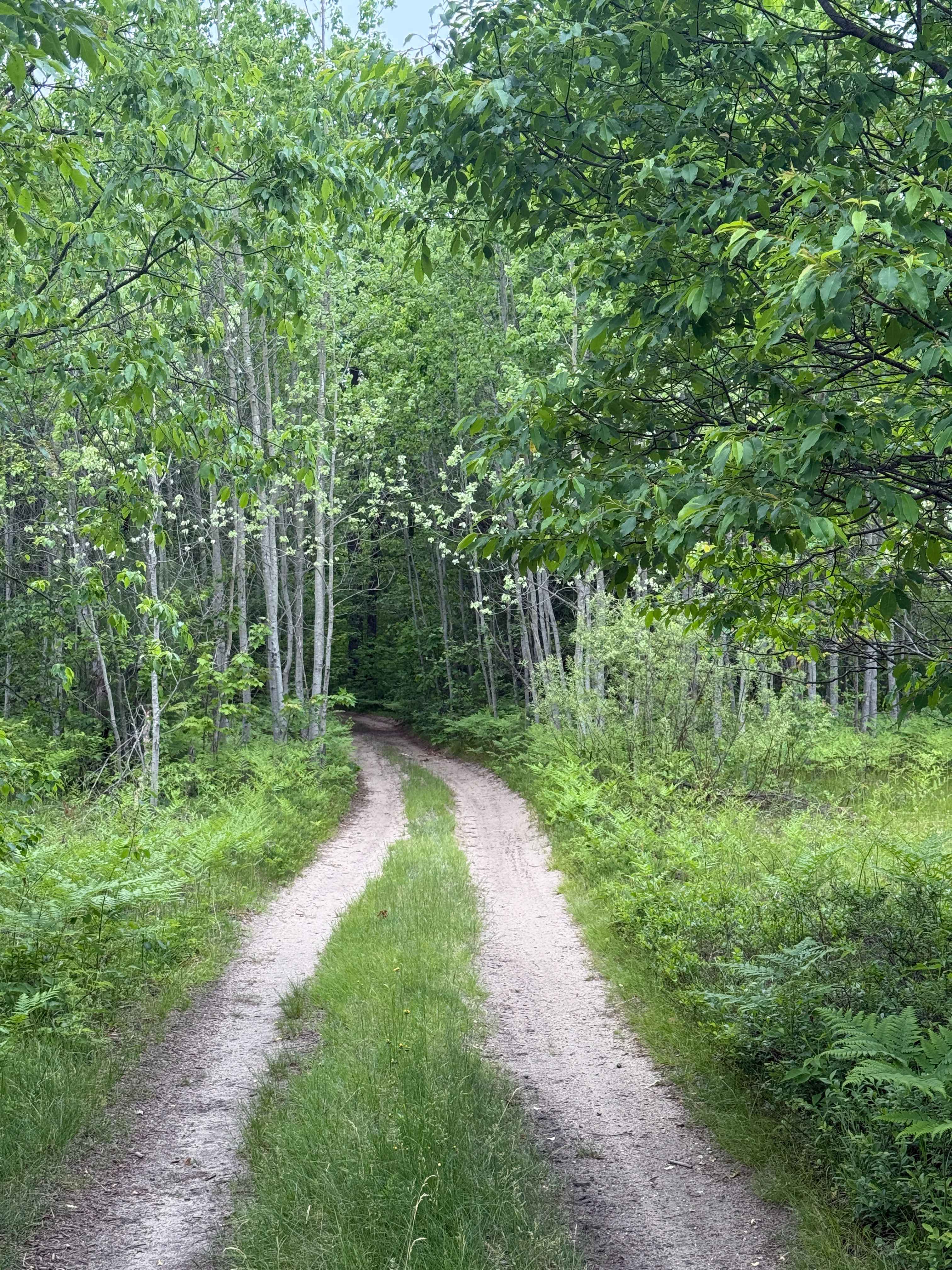 Kalkaska North Mountain Bike Trail