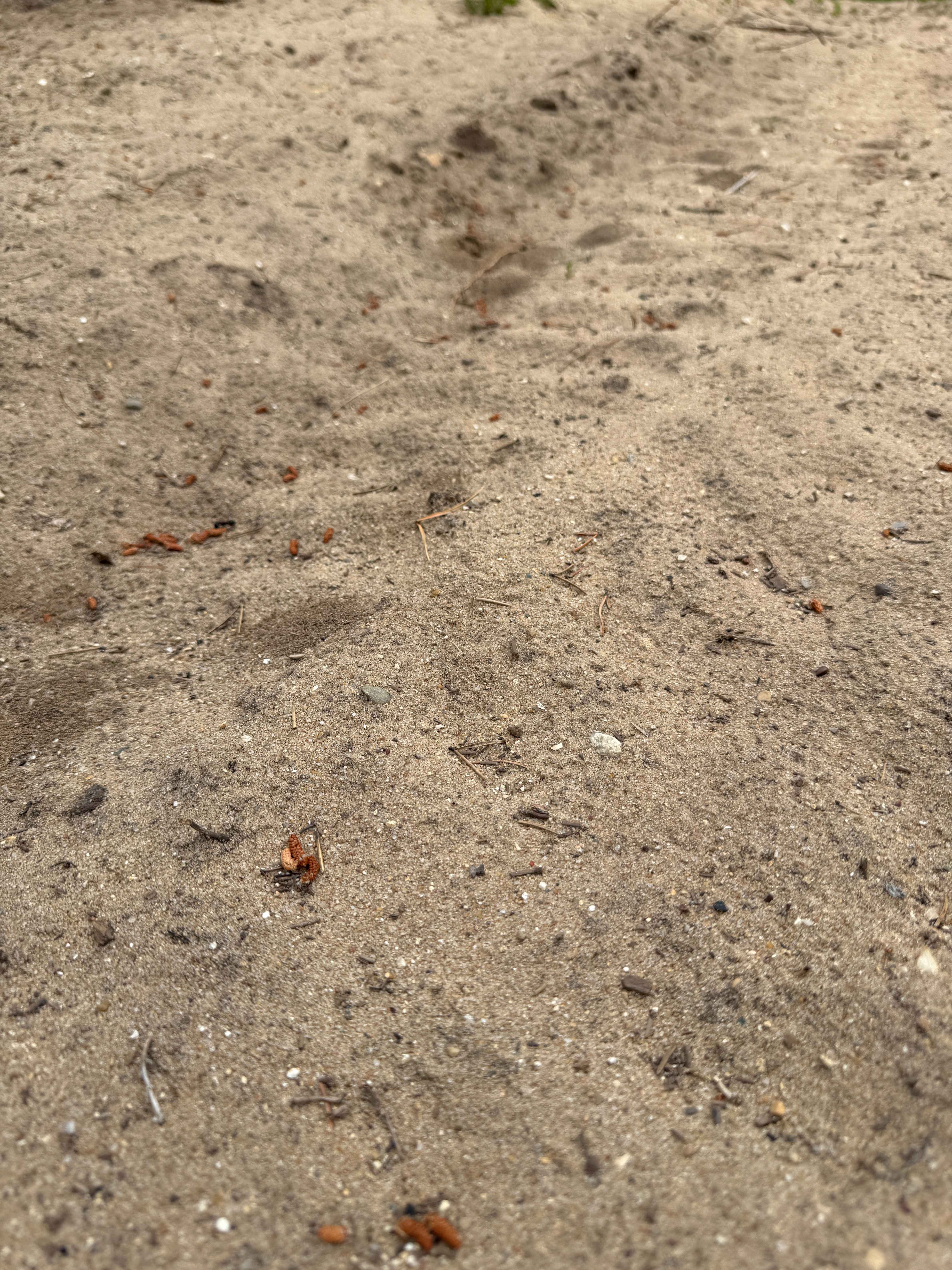 Kalkaska South Mountain Bike Trail