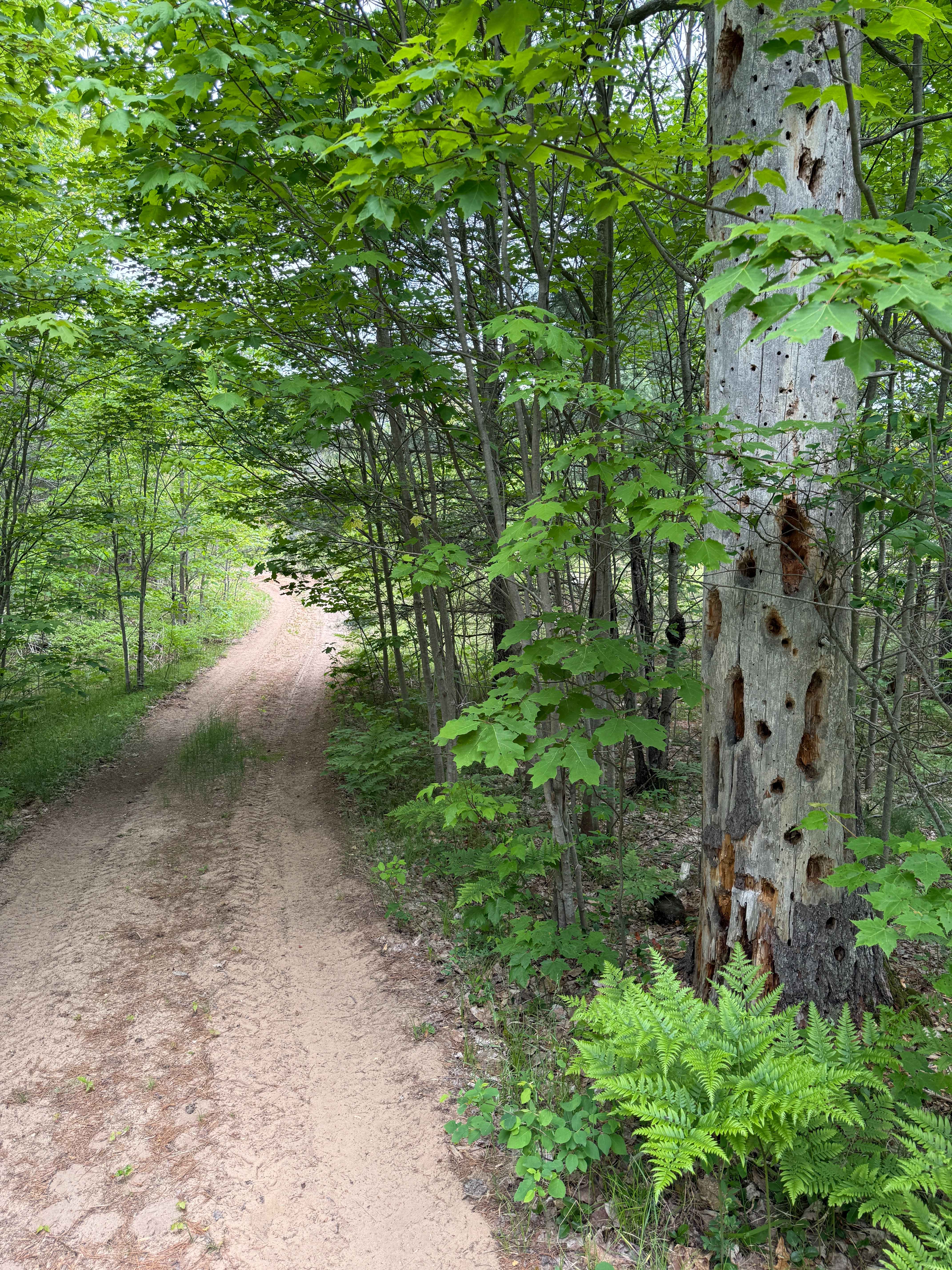 Kalkaska South Mountain Bike Trail