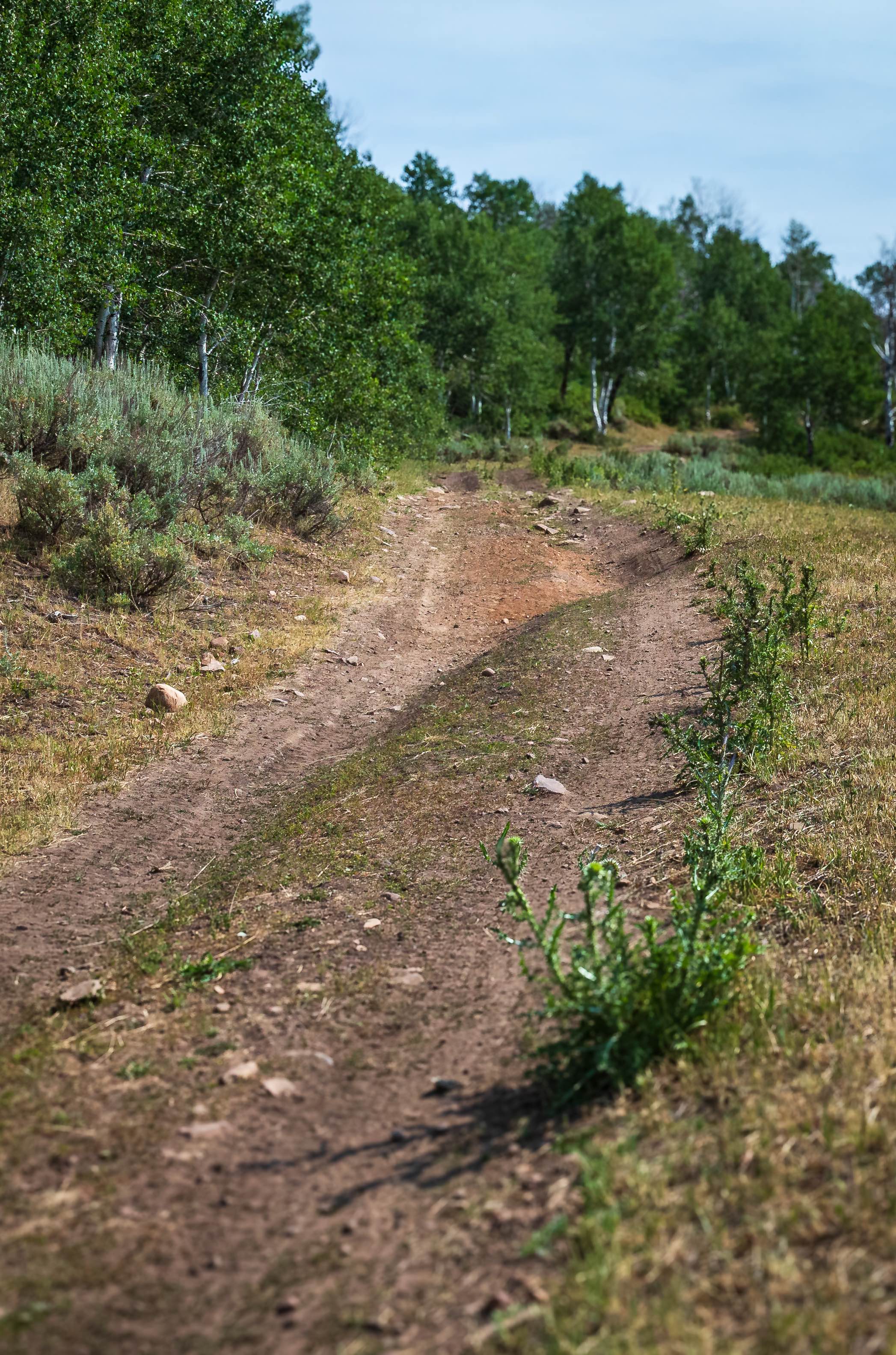 Wardsworth - FS 70153