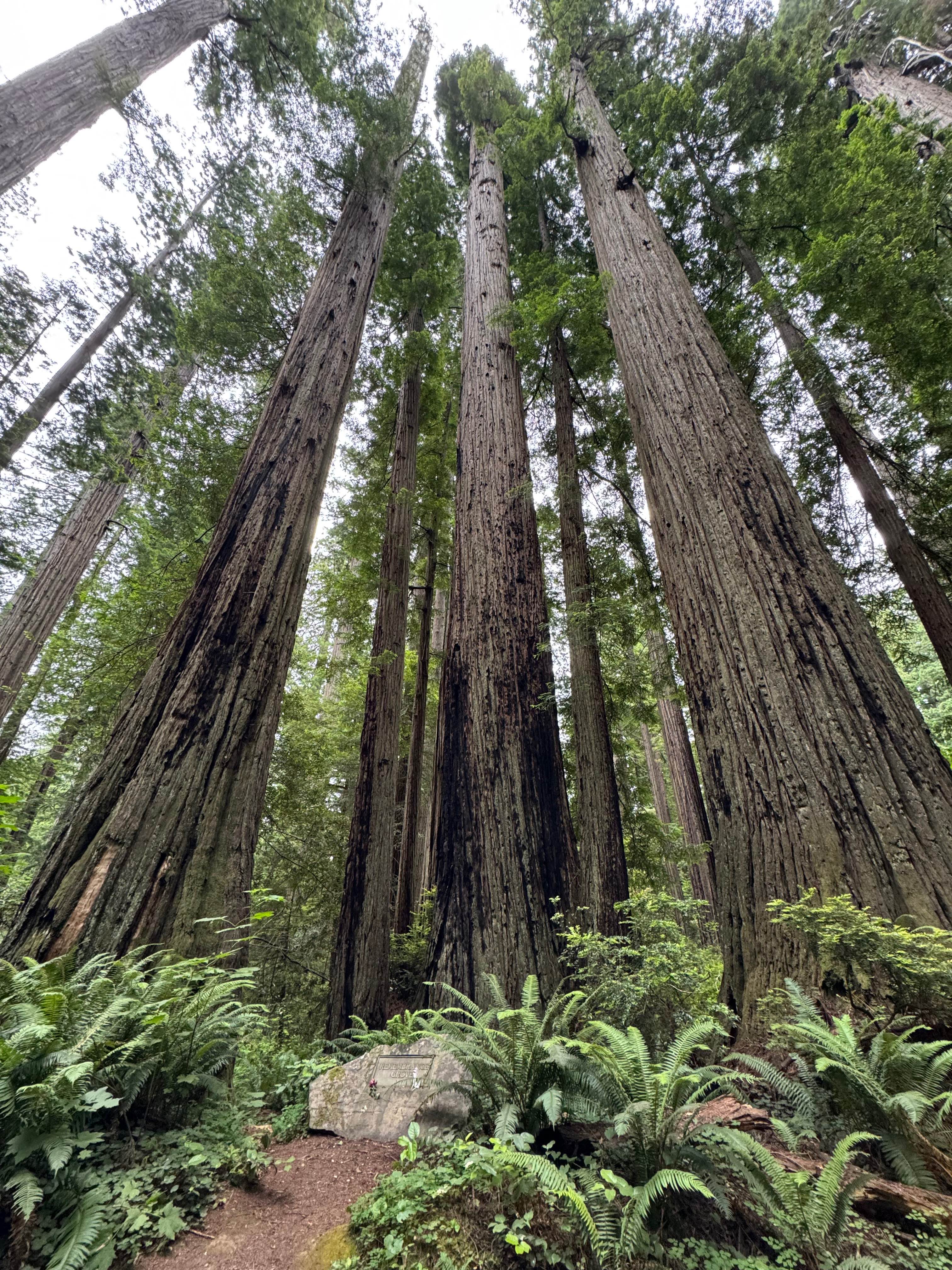 Cal Barrel - Redwood National Park