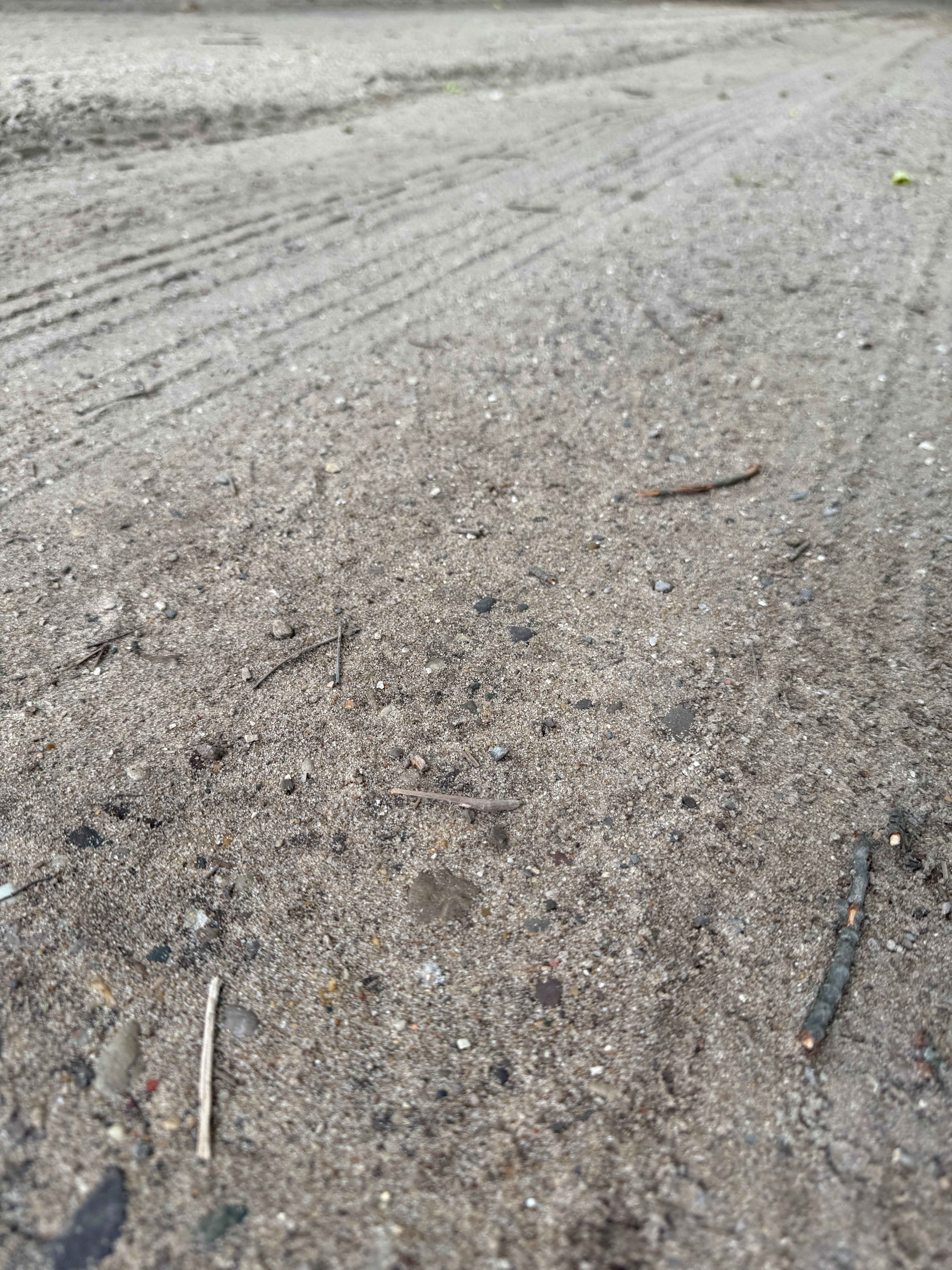 Rapid River Camp Trail