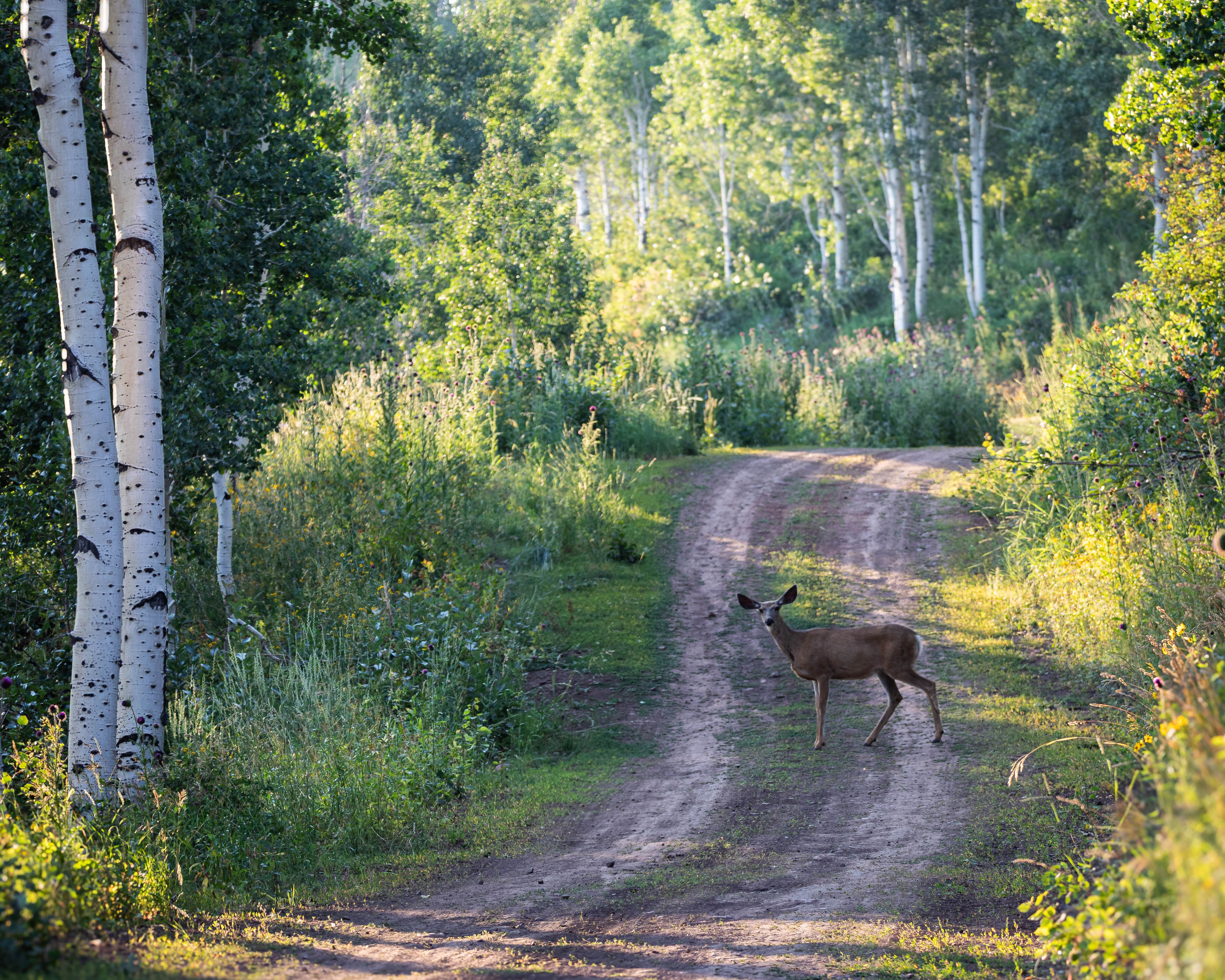 Left Fork Hobble Creek - FS 70147