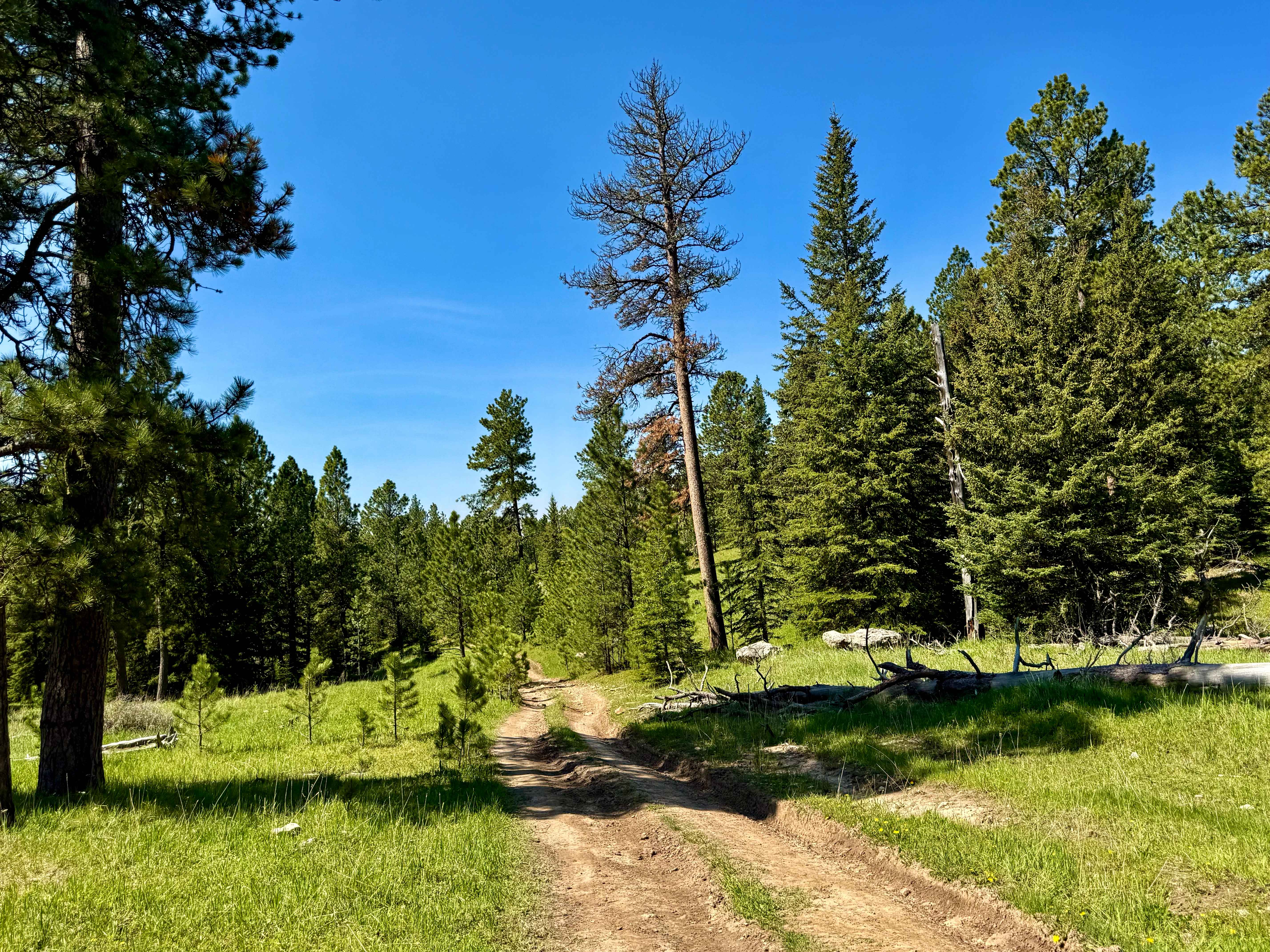 Bombard Draw - FS 419