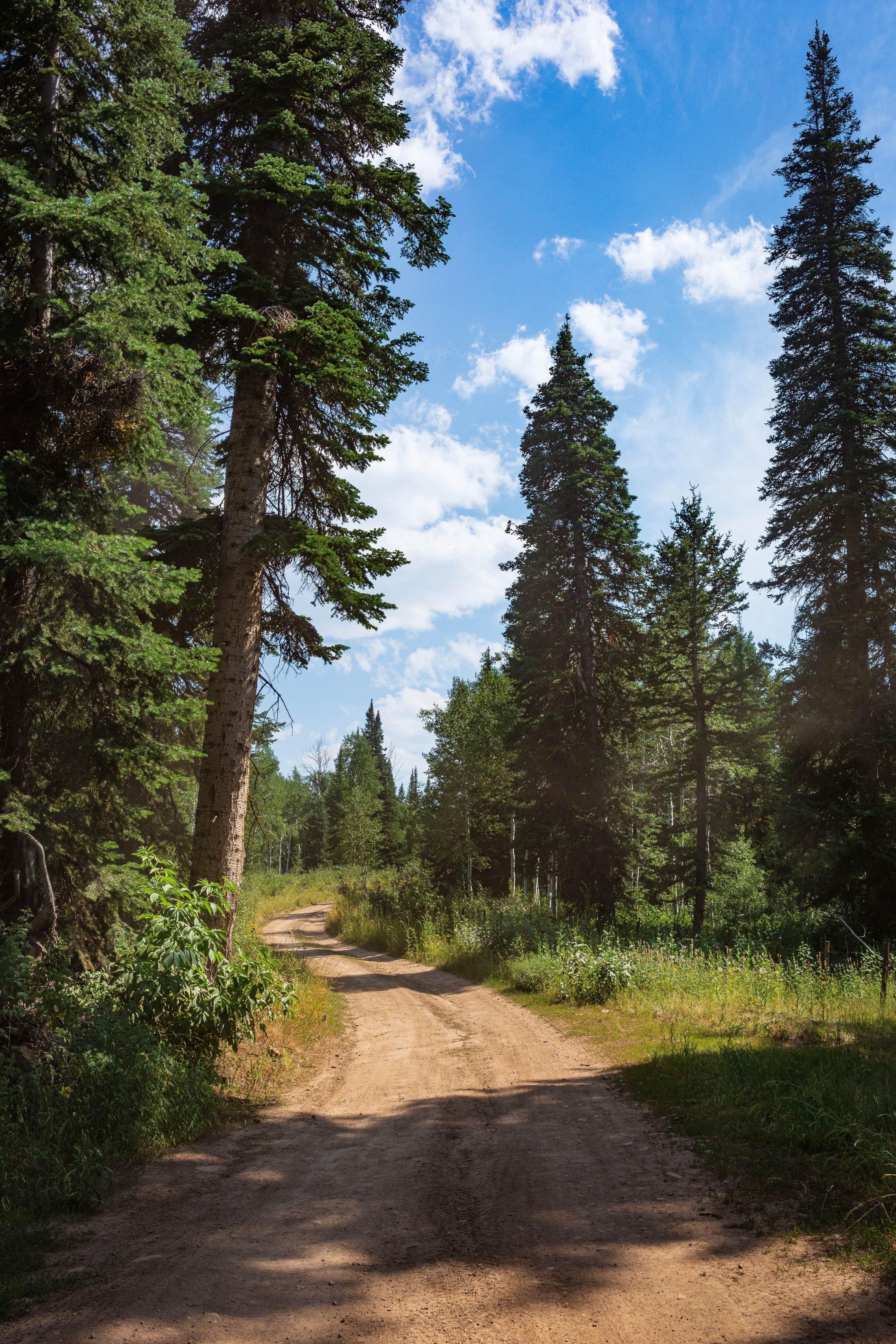 Strawberry Ridge - FS 70518