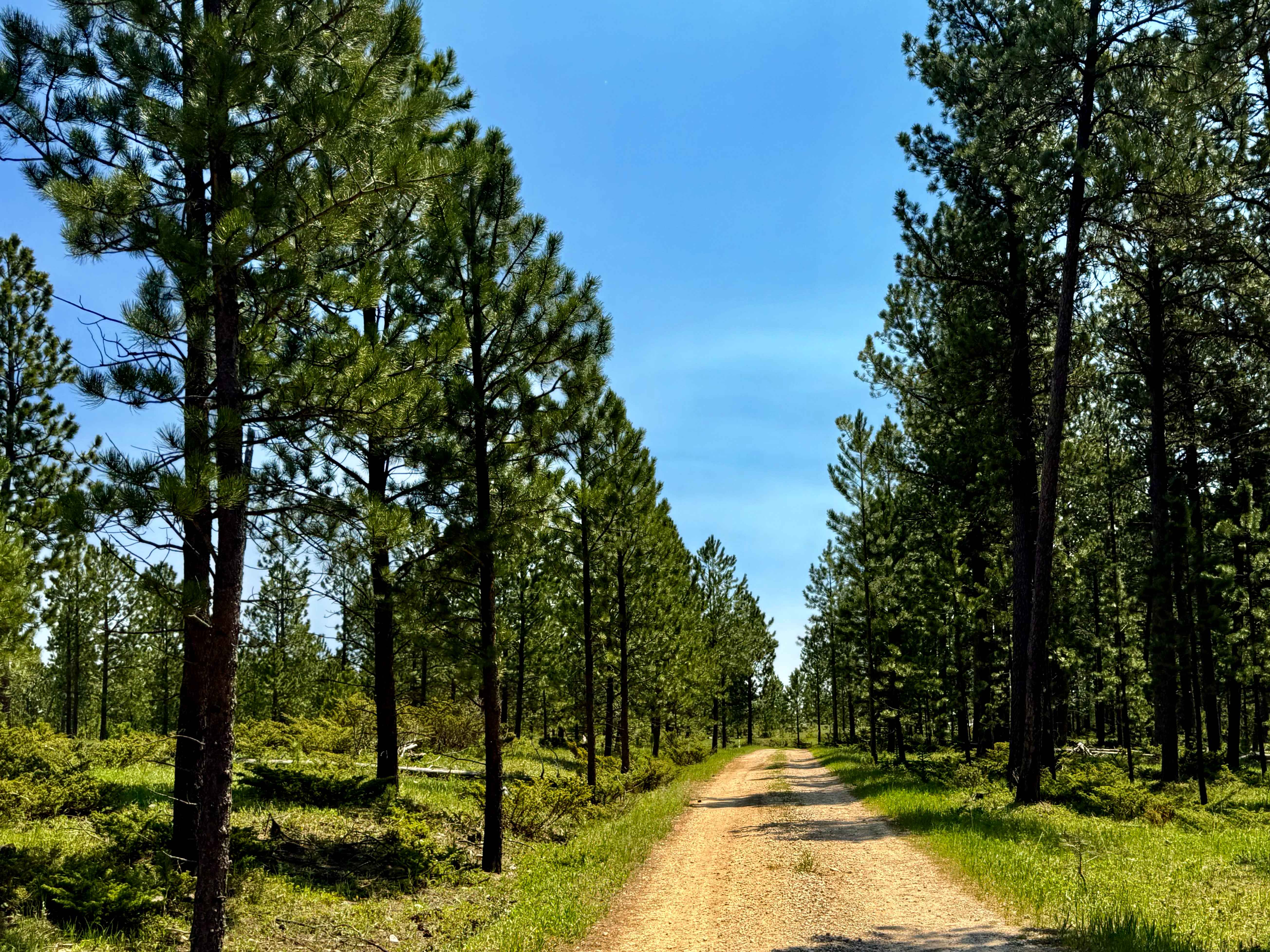 Sholt Draw FS 233.1A