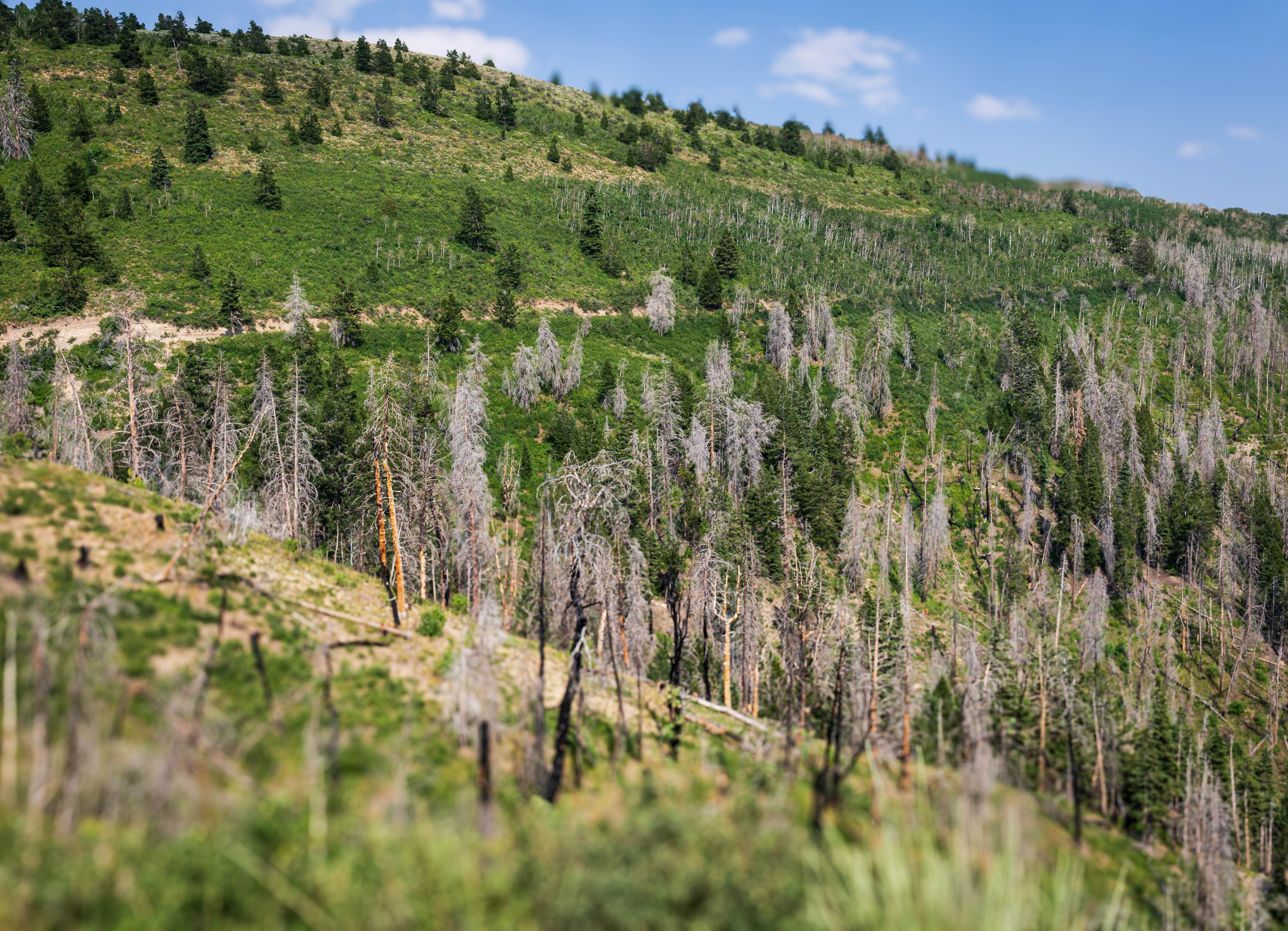 Bald Mountain - FS 70043