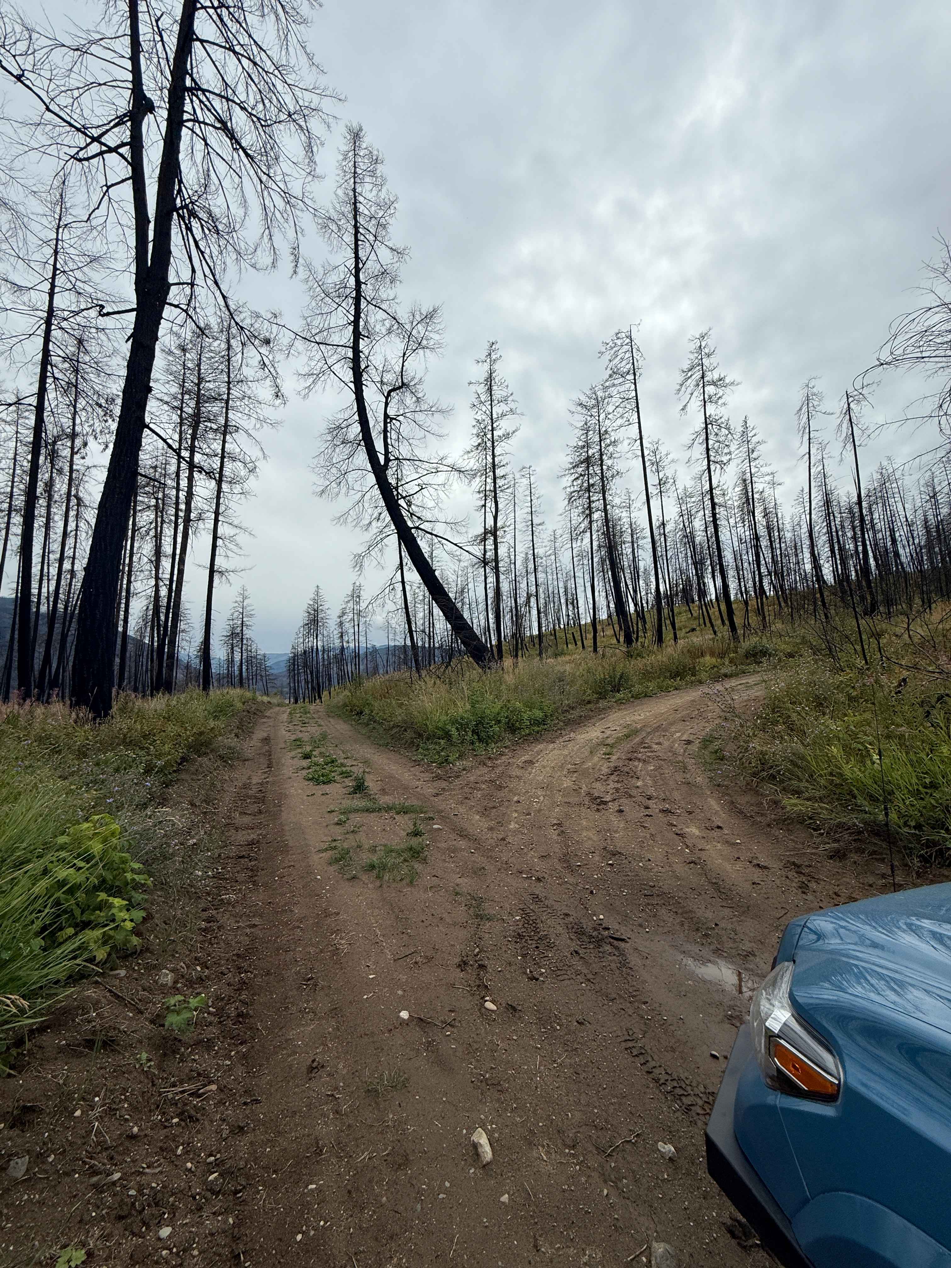 Adams Hill Cell Tower