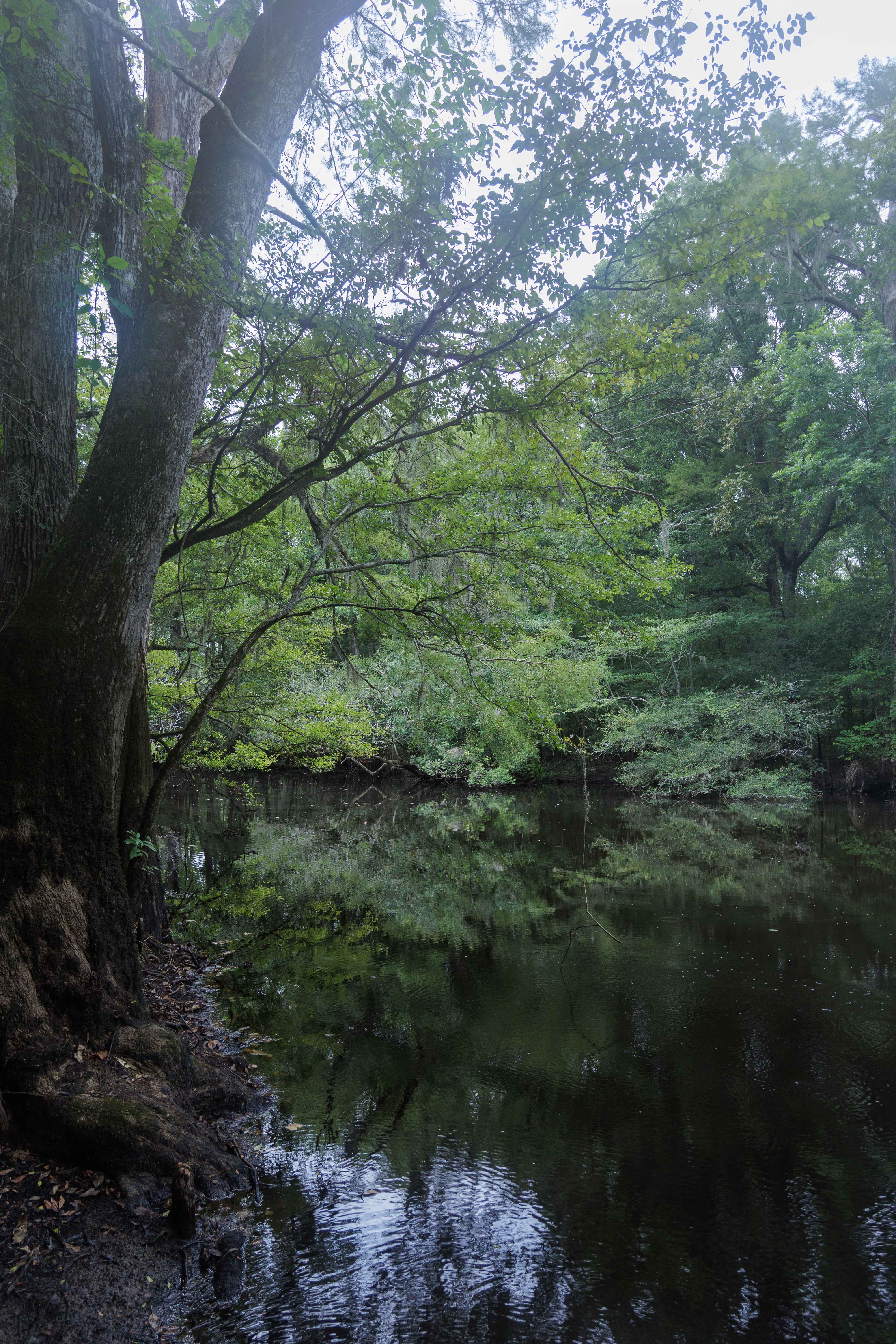 Collard Patch Lake Access