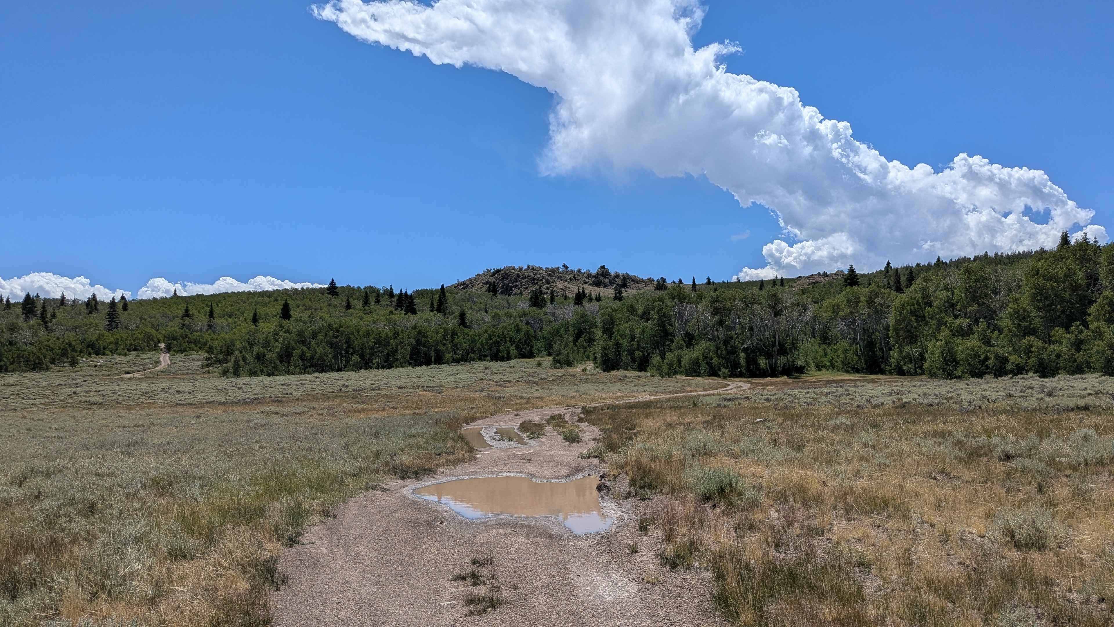 Monitor Pass - FS 313598