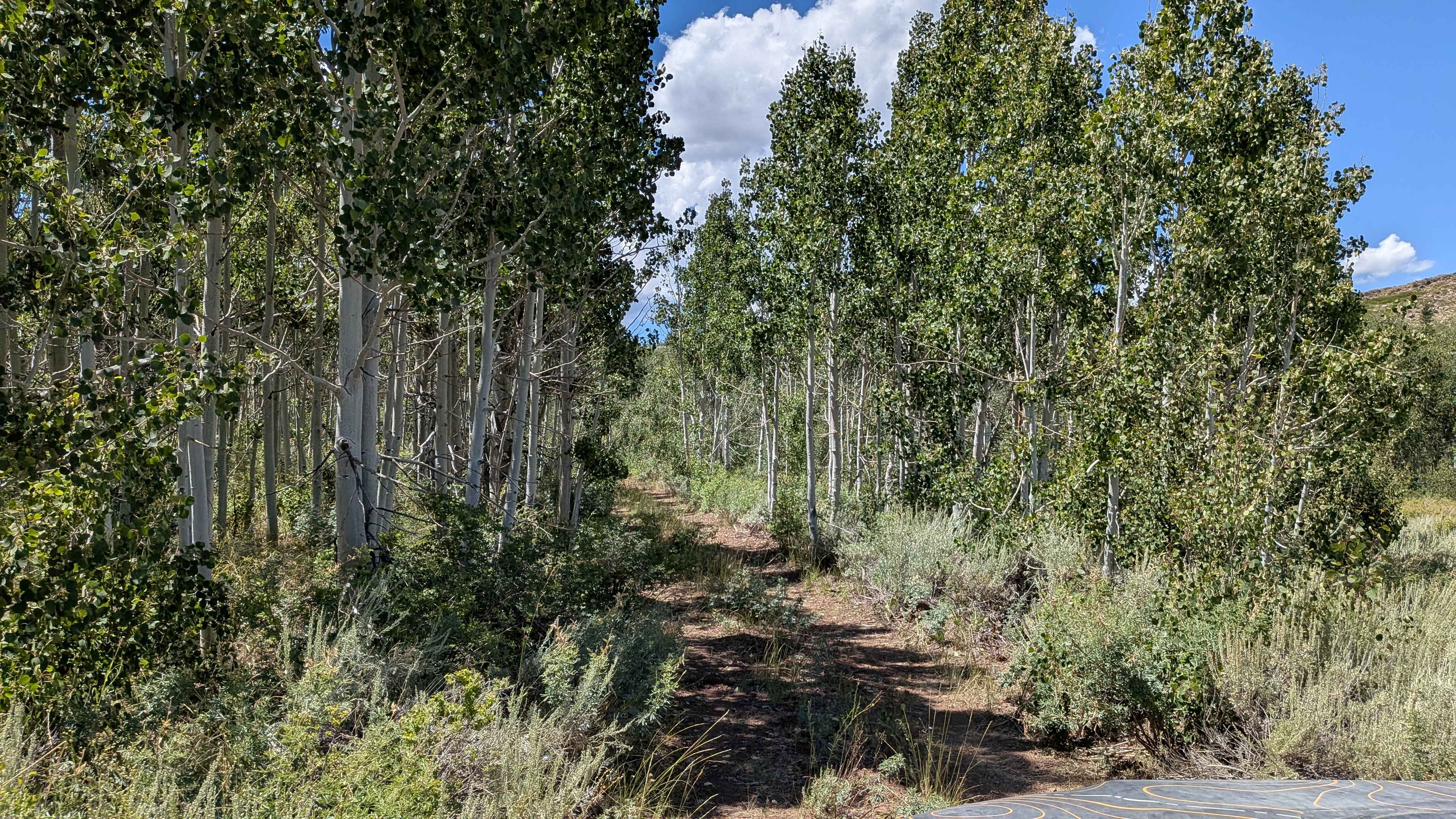 Monitor Pass - FS 313598