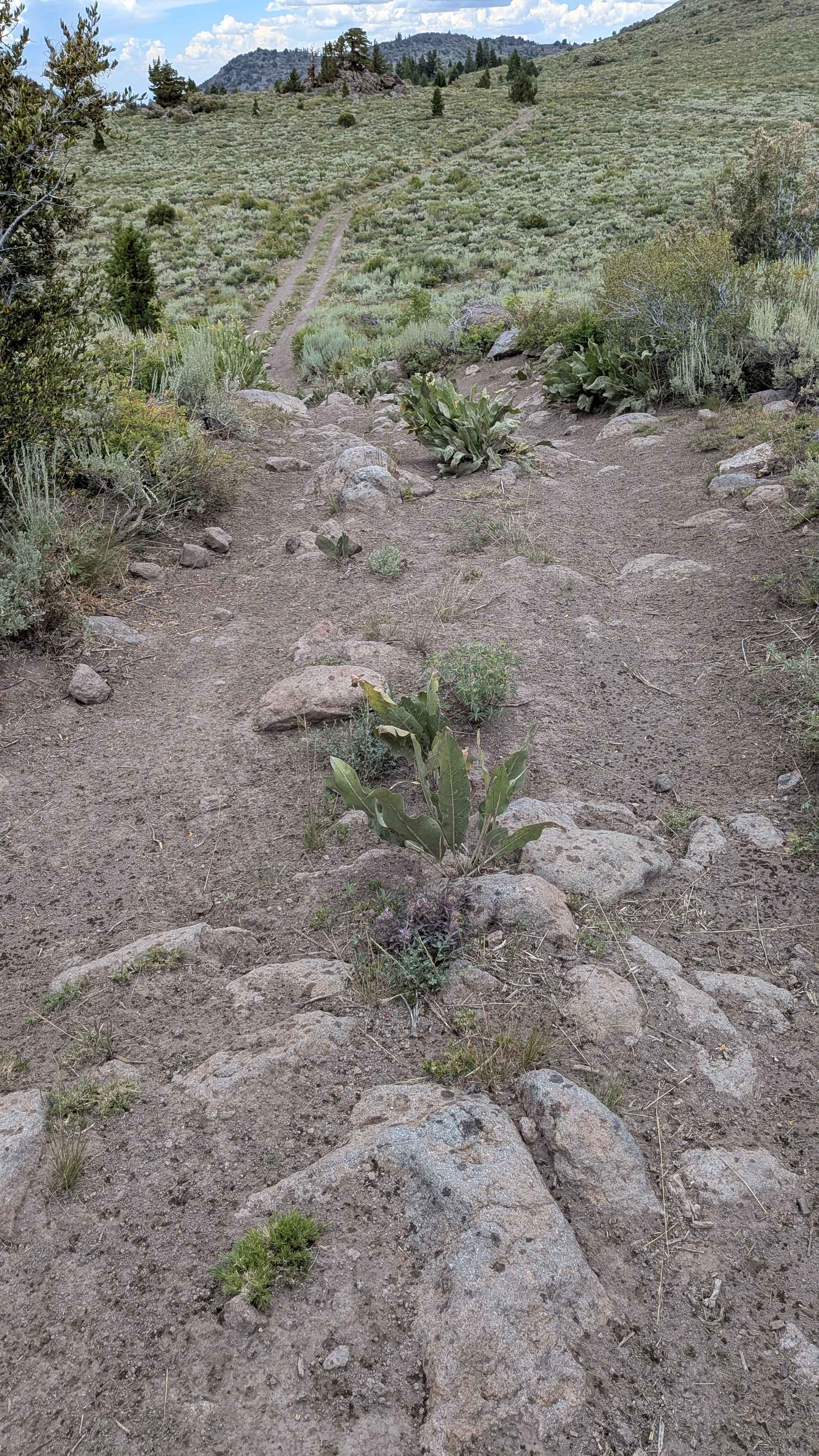 Big Spring Road West - FS 31083