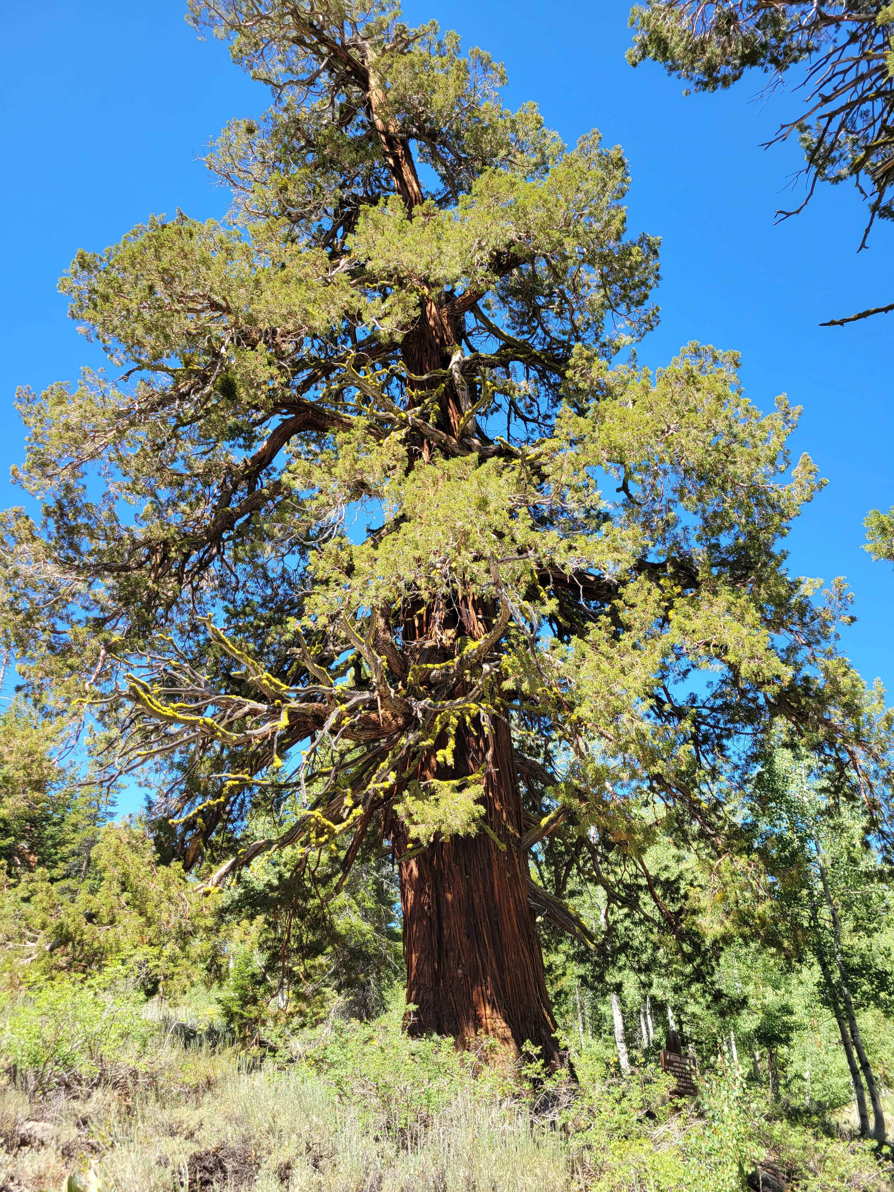 Verdi-Sardine-Loyalton