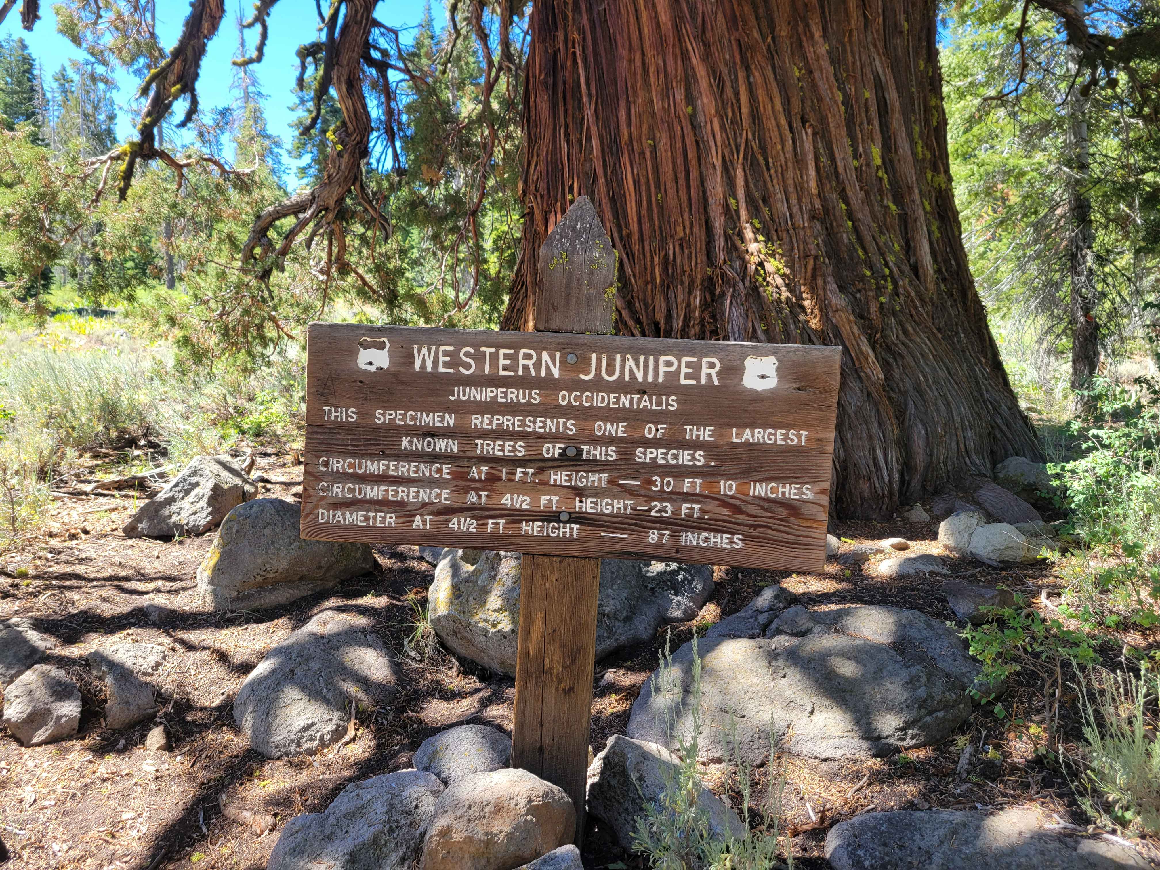 Verdi-Sardine-Loyalton