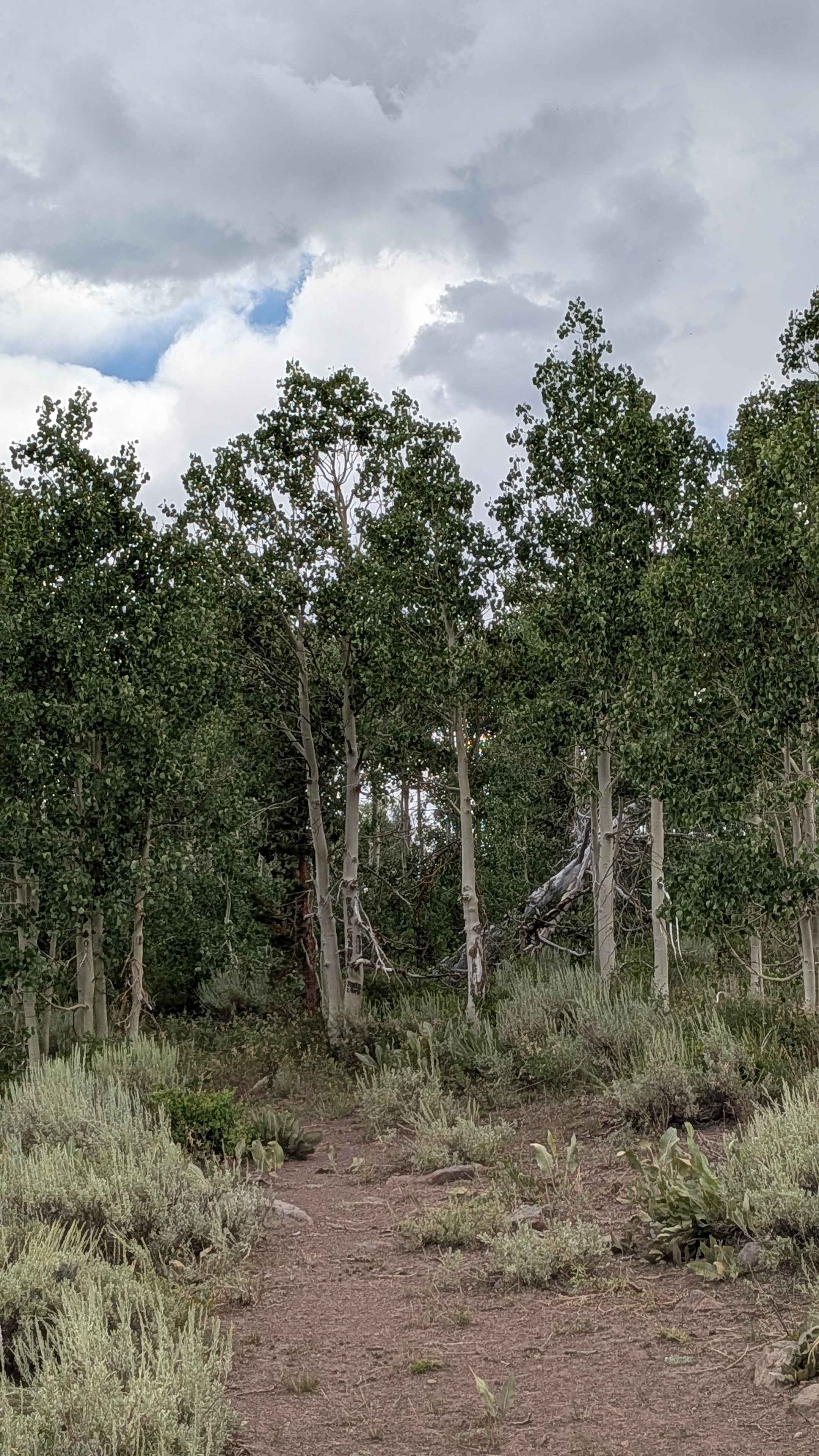 Forest Service Road S31084A Cutoff