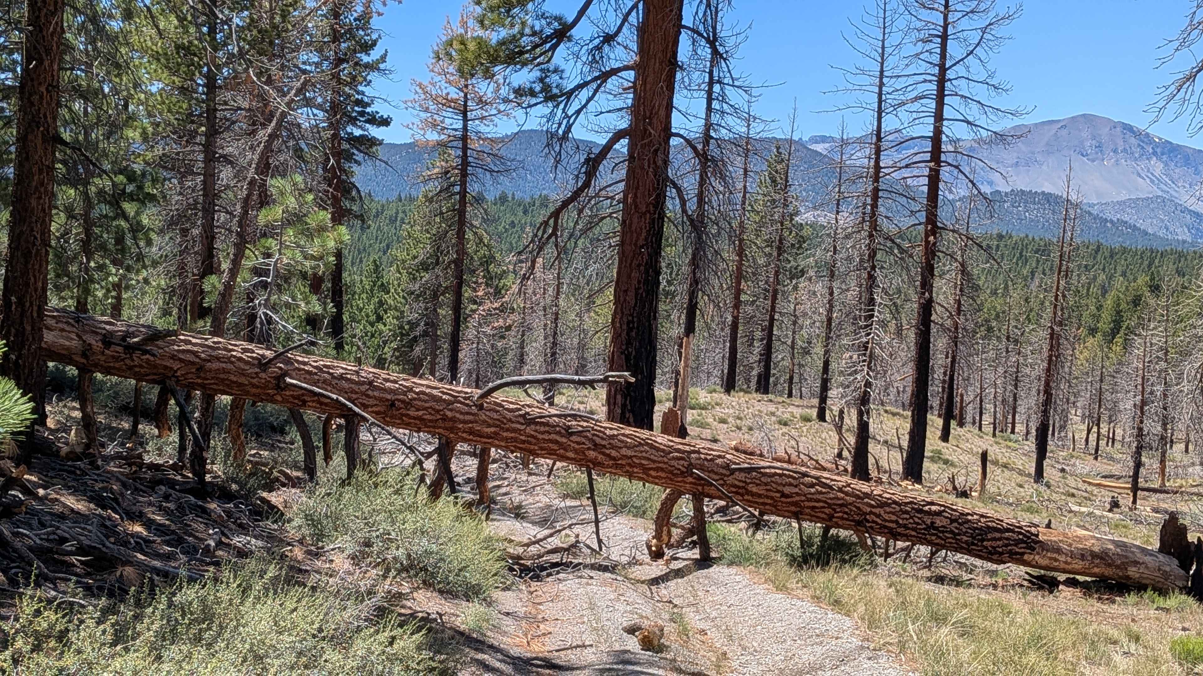 Forest Service Road 2S123