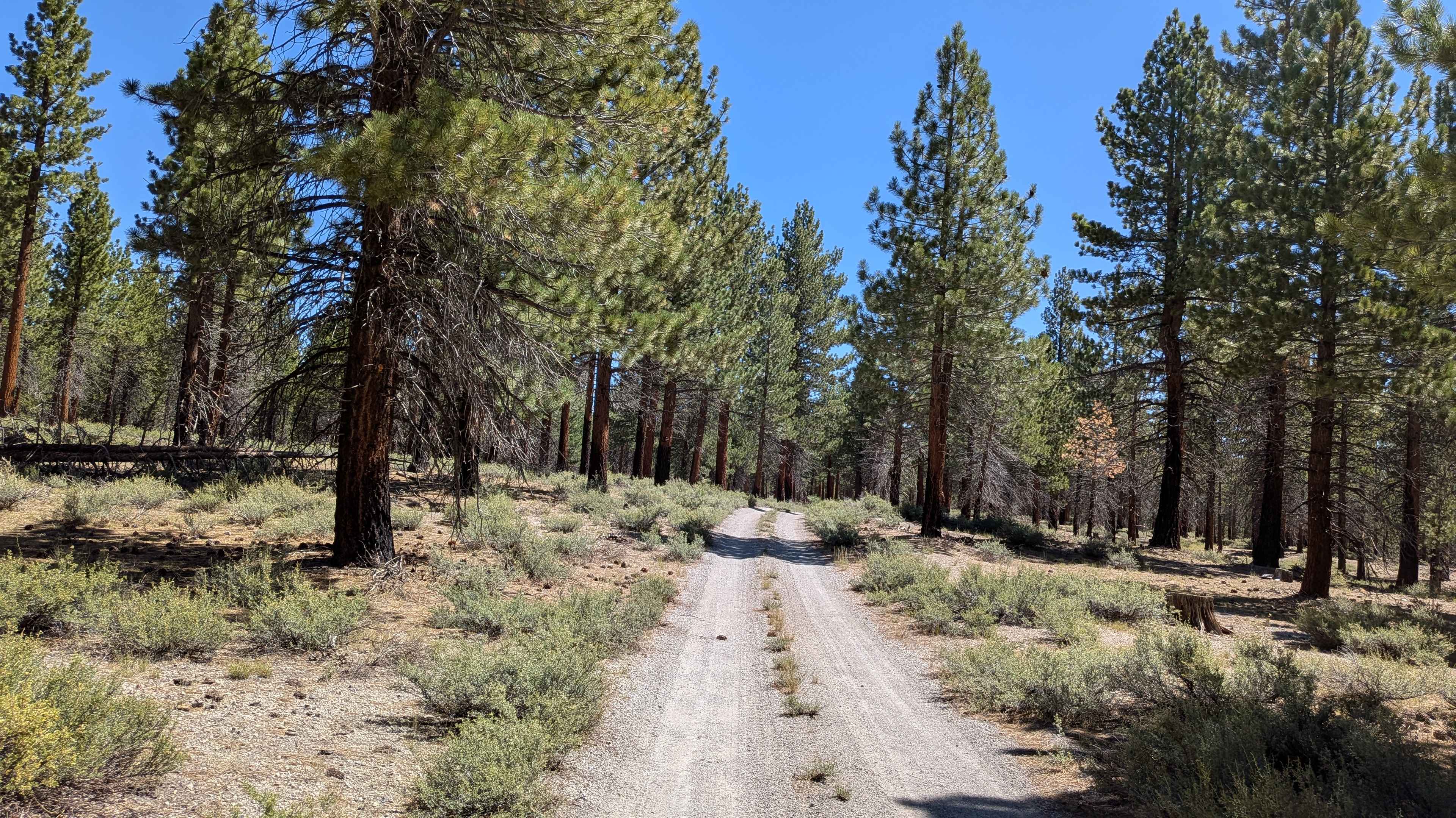 Forest Service Road 2S40