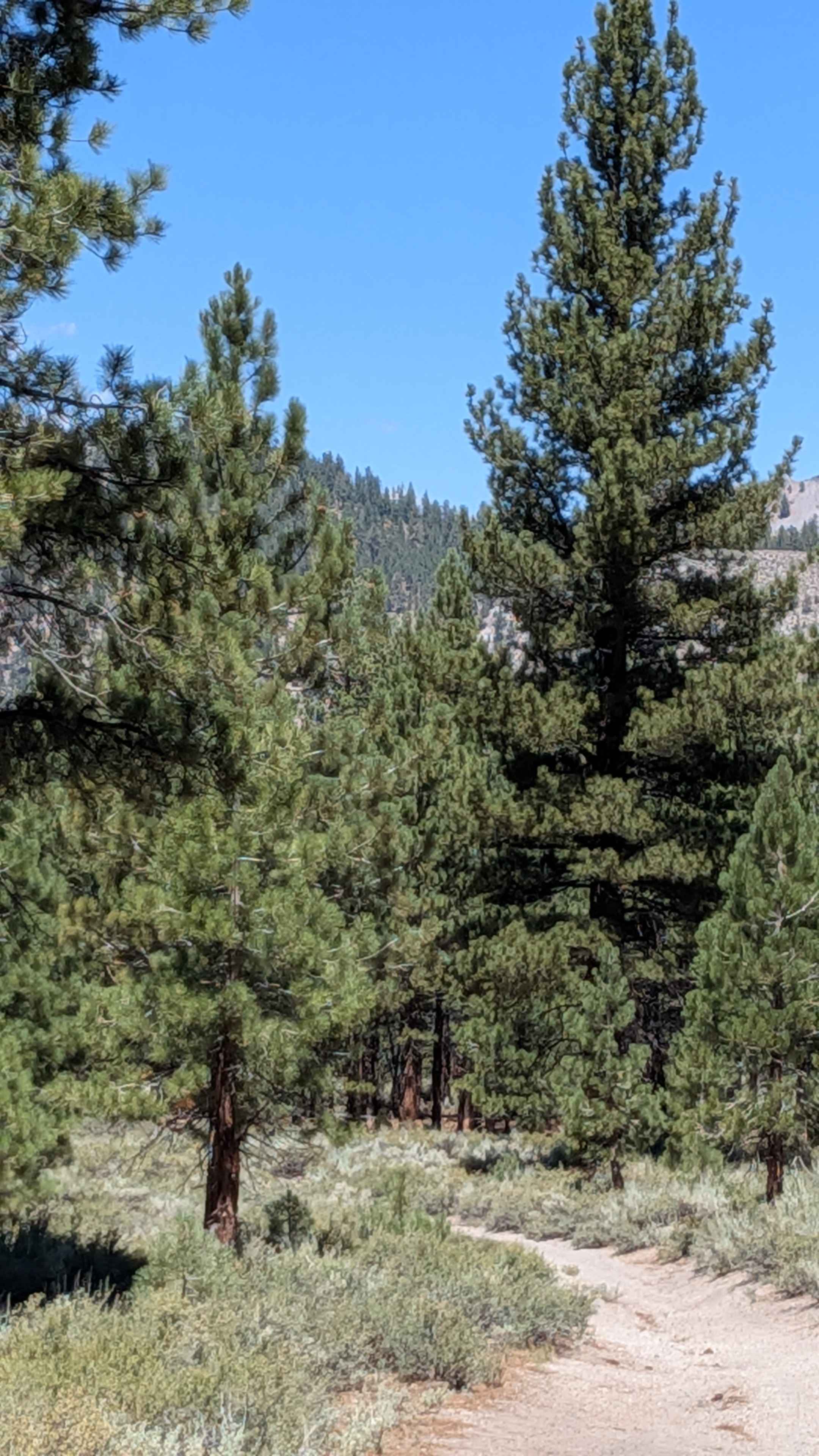 Forest Service Road 2S129