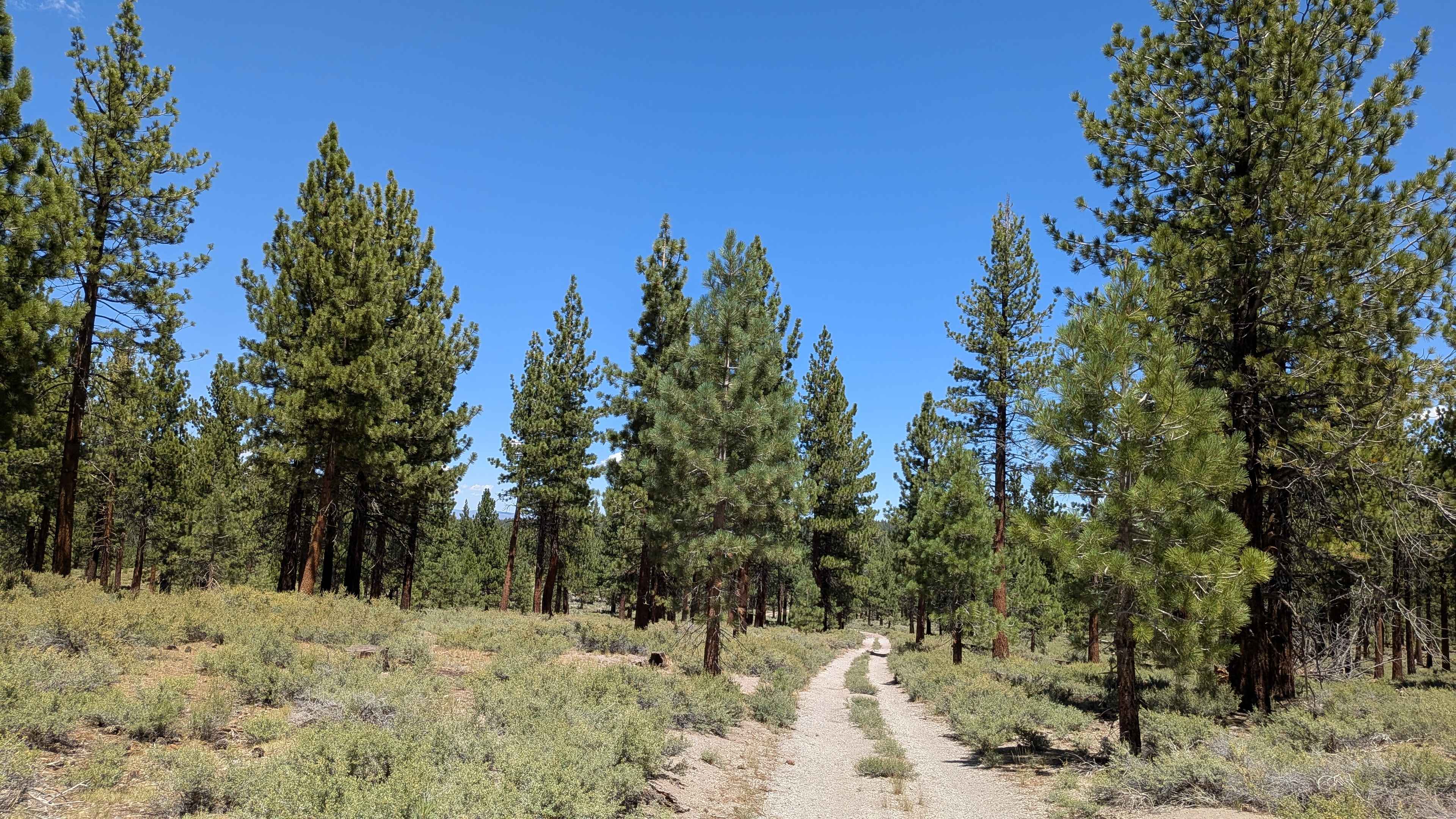 The Dangler - FS 1S70