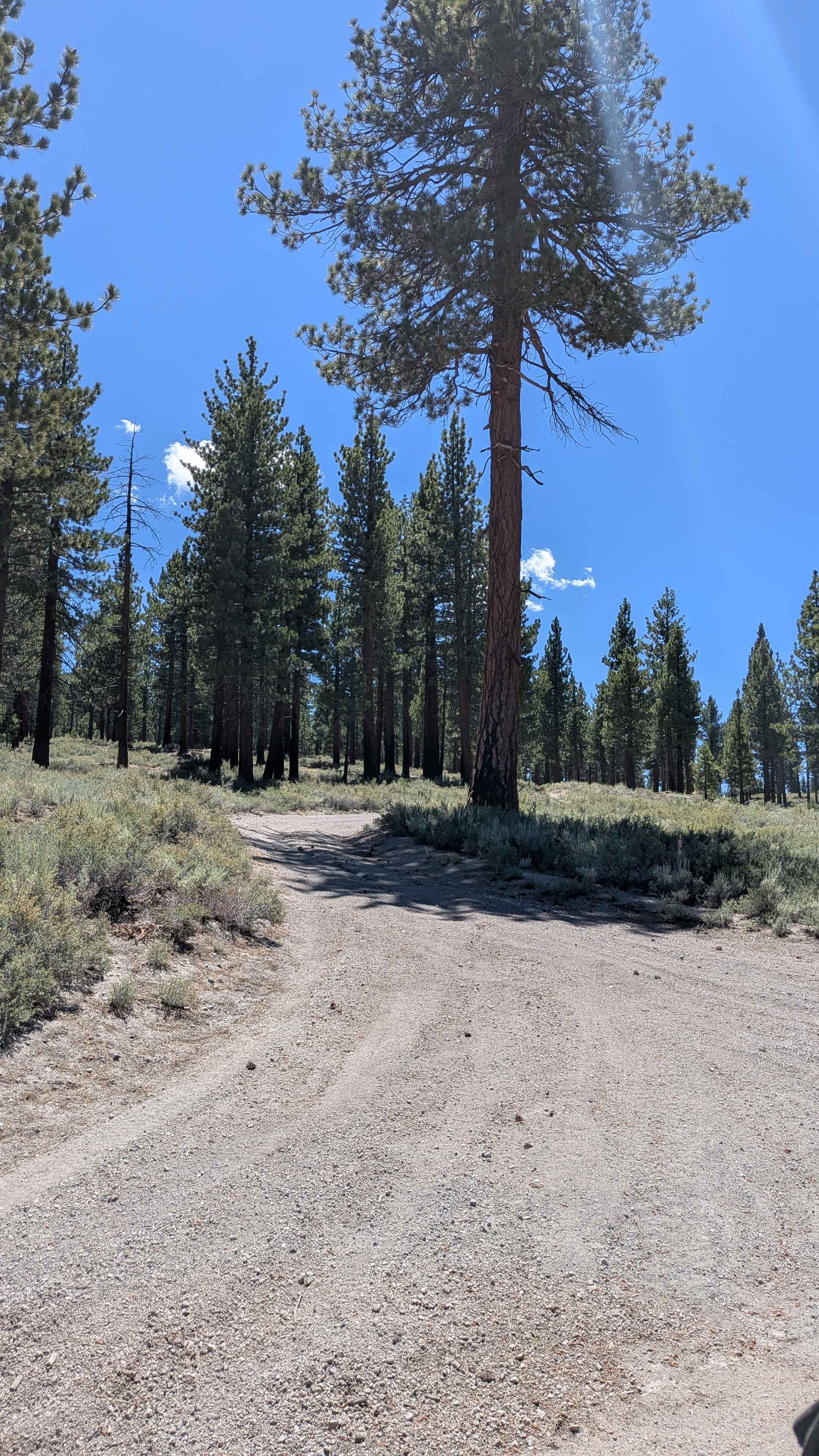 The Dangler - FS 1S70