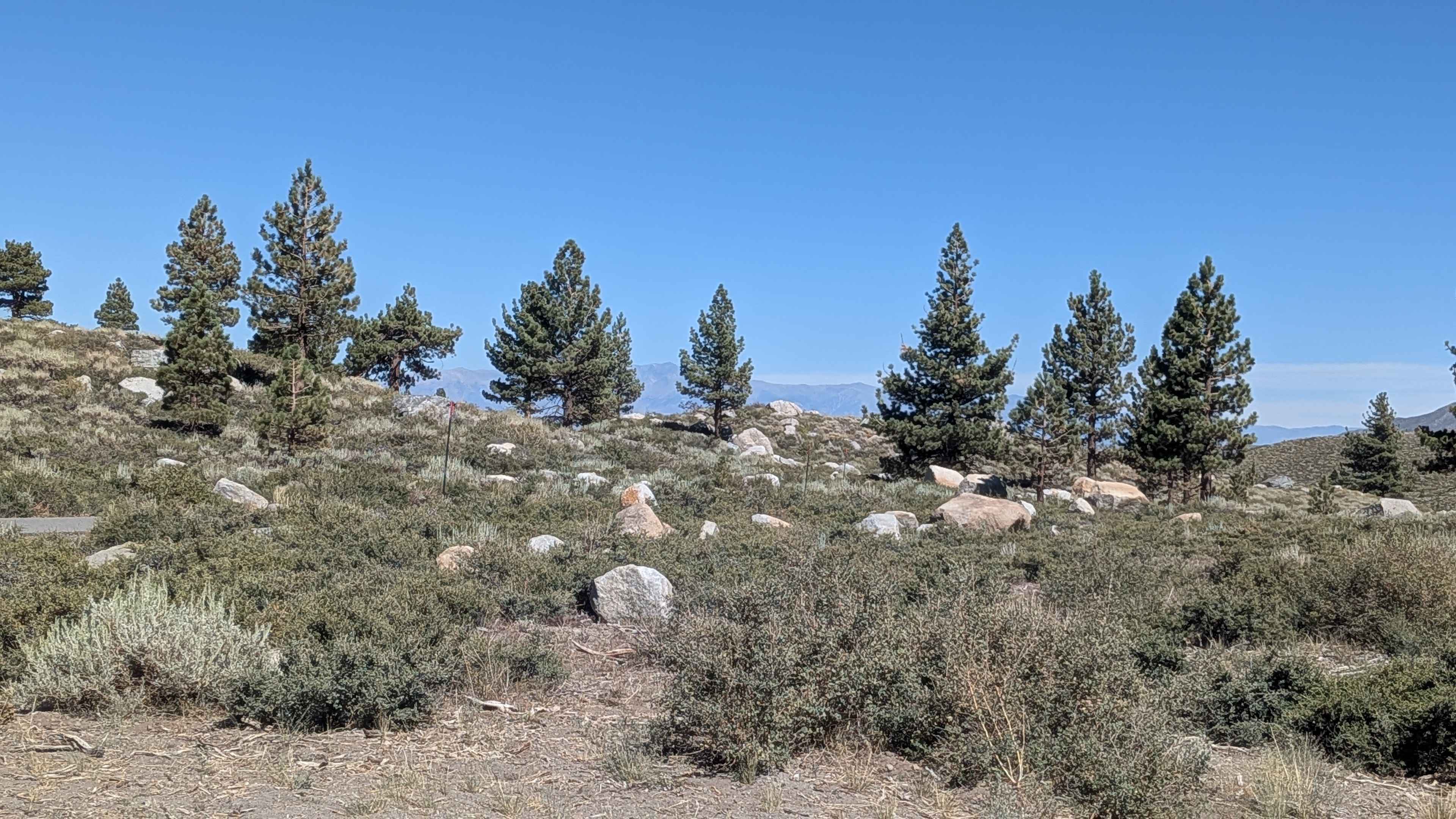 Mammoth Creek Road - FS 3S09