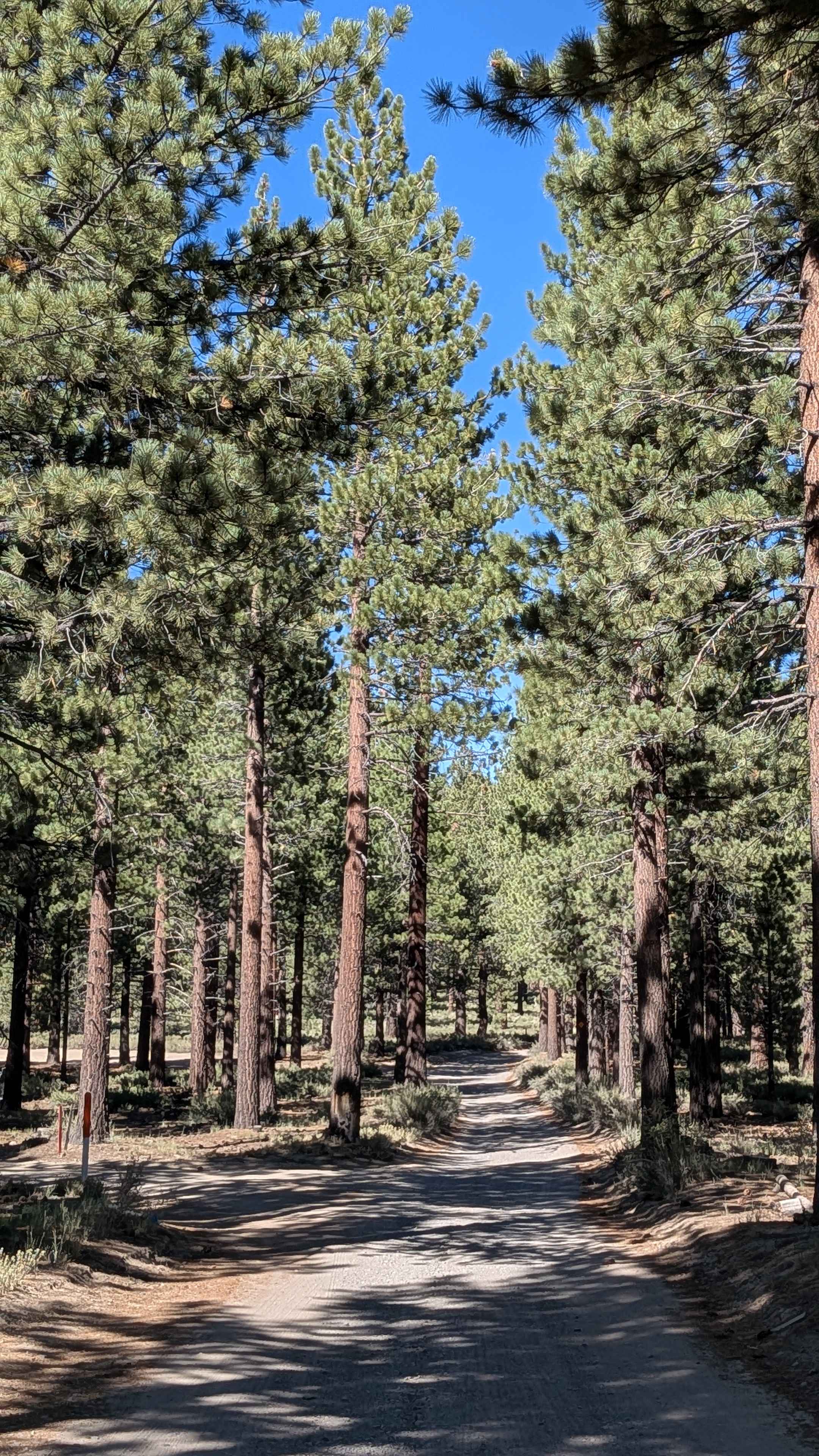 Sawmill Cutoff FS 3S08