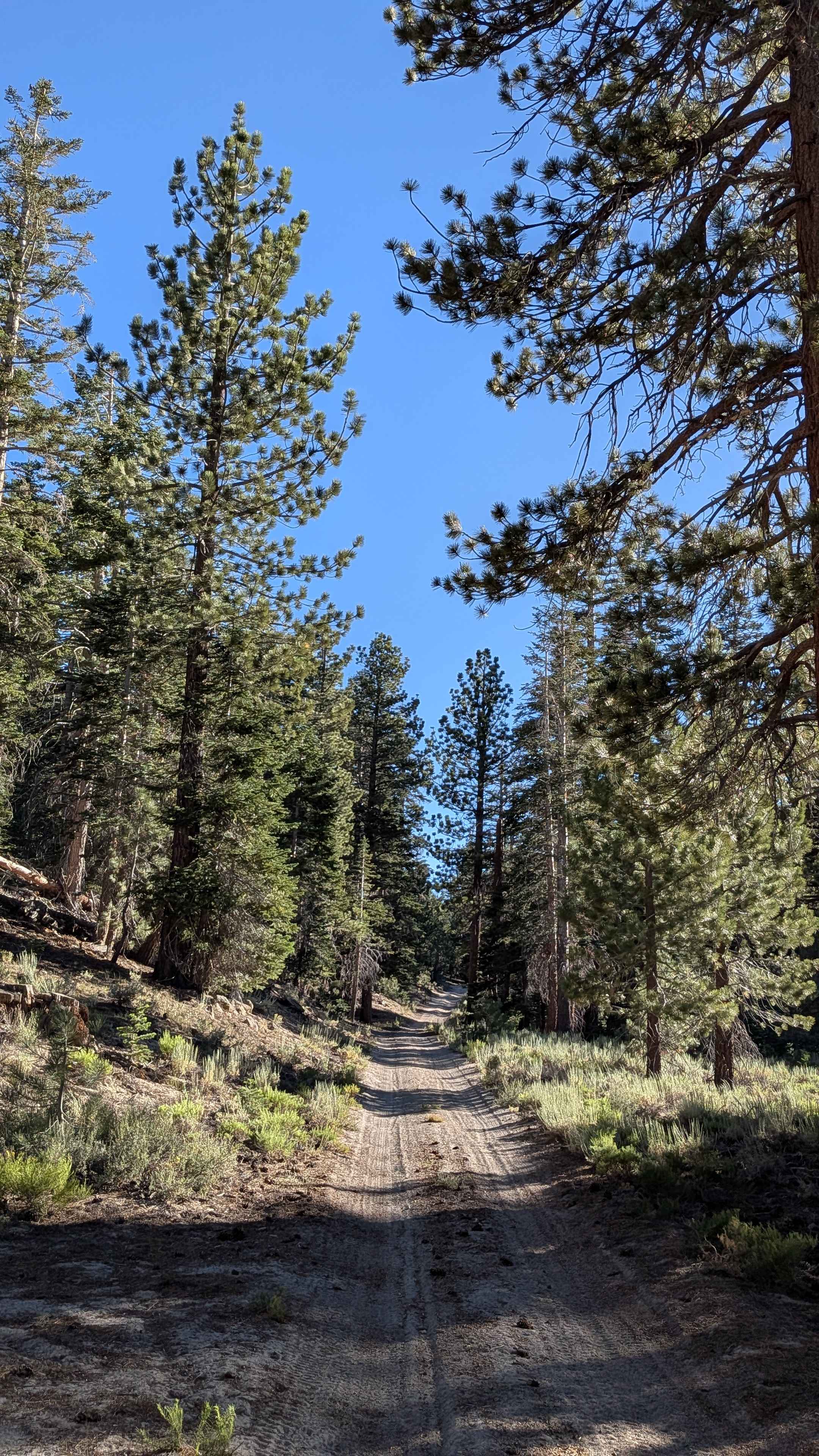 Red Fir Road - FS3S24