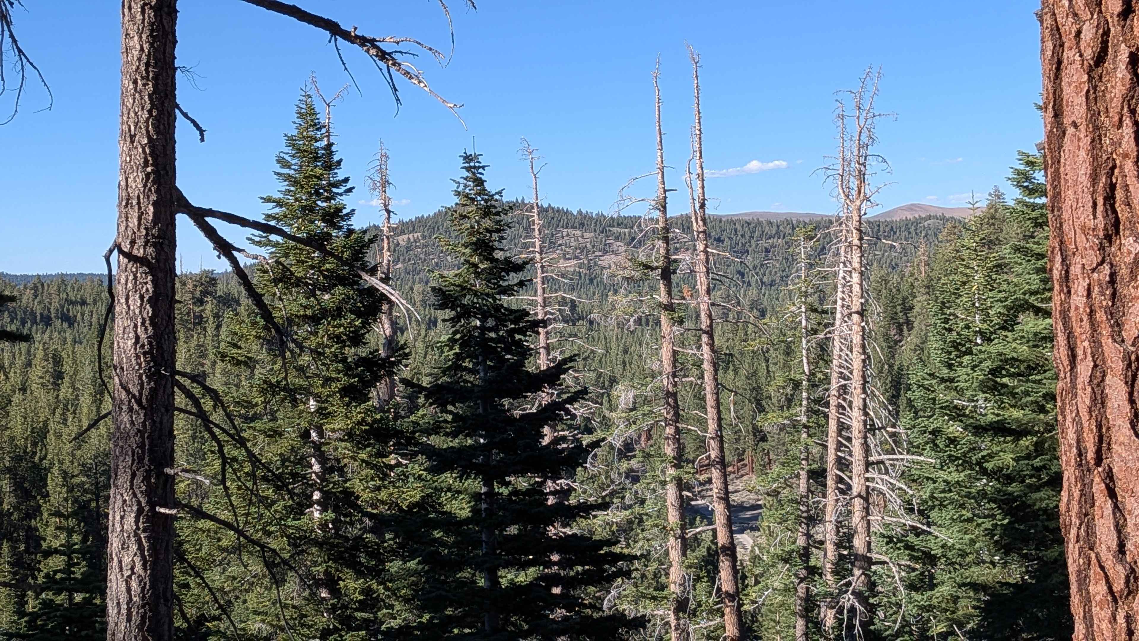 Red Fir Road - FS3S24