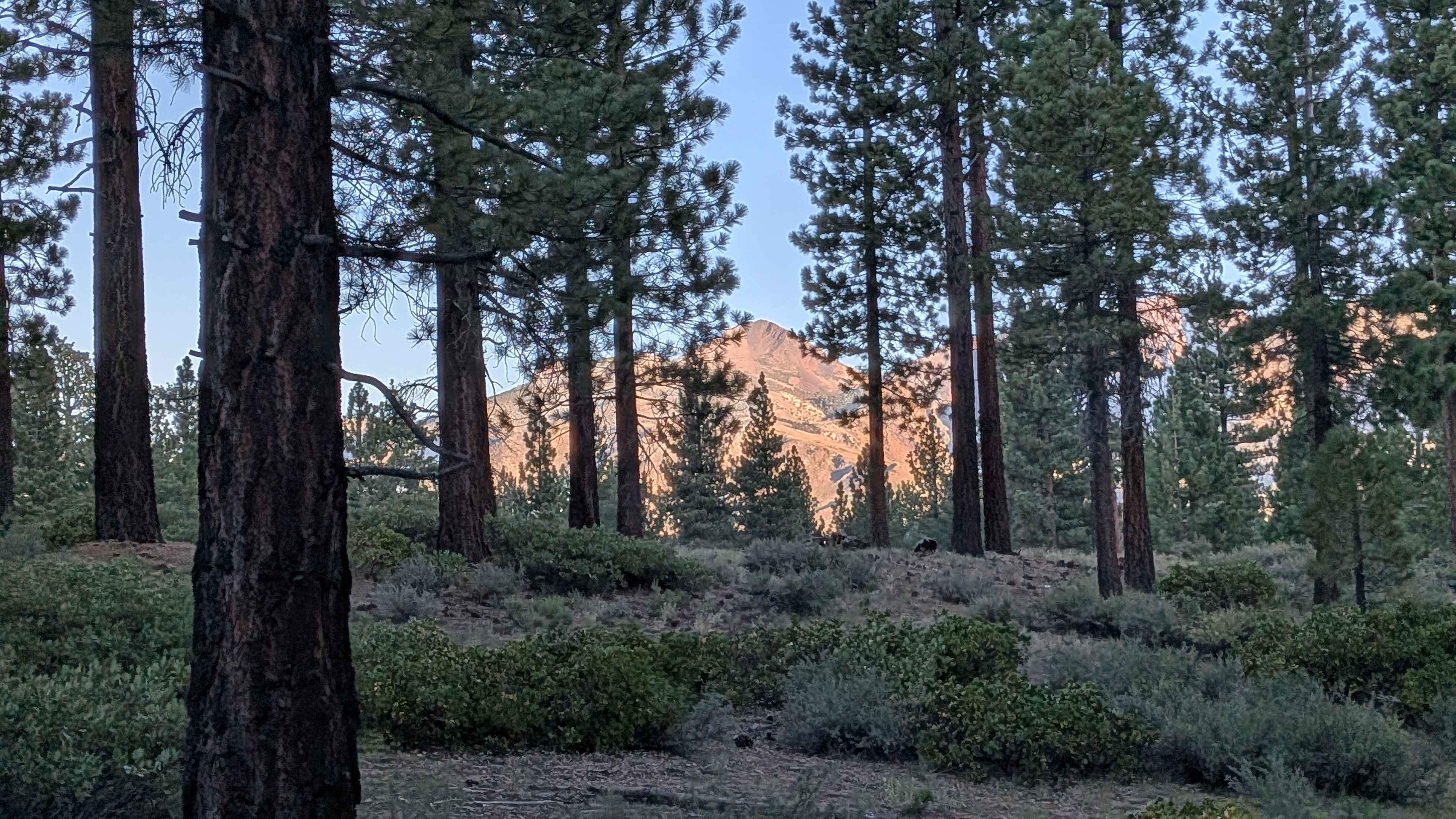 Manzanita Spur FS3S35A