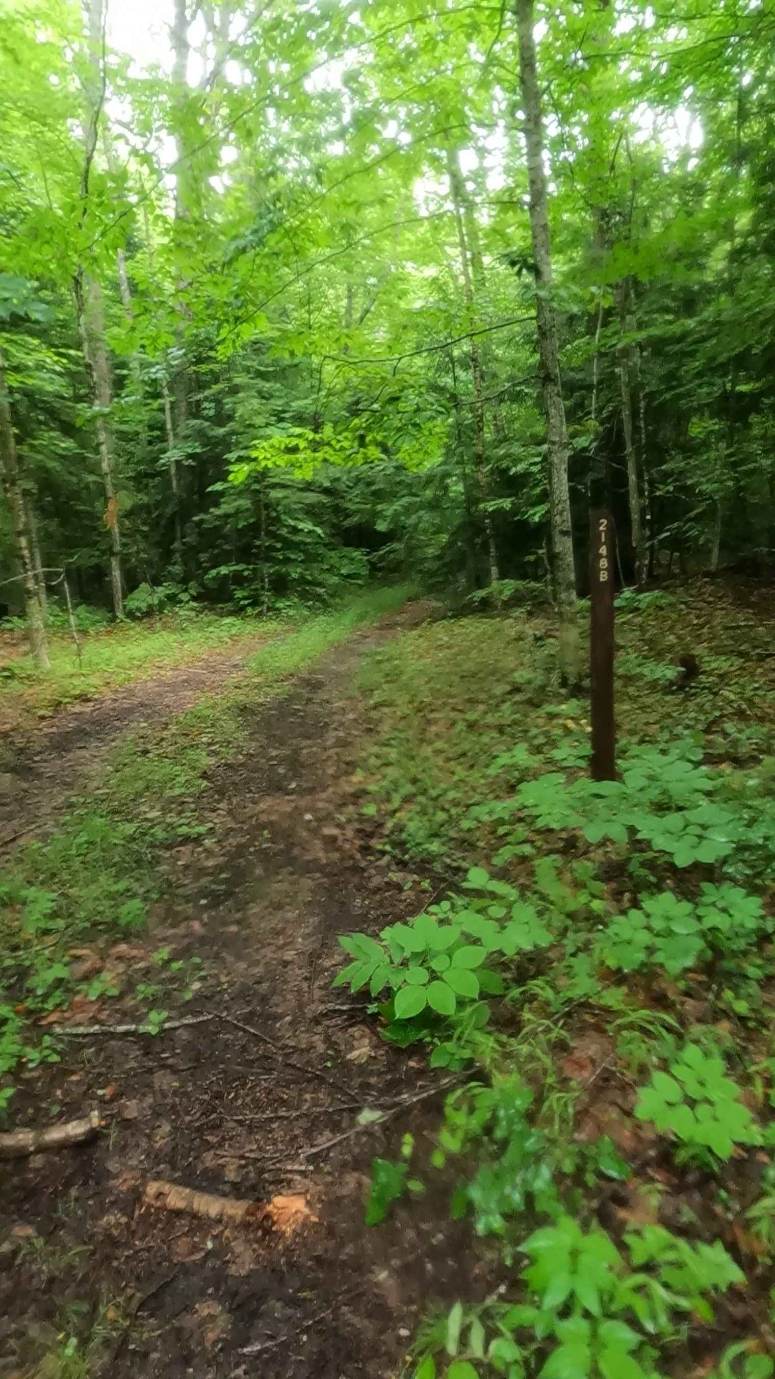 Cherry Plains Spur B (FSR 2148B)