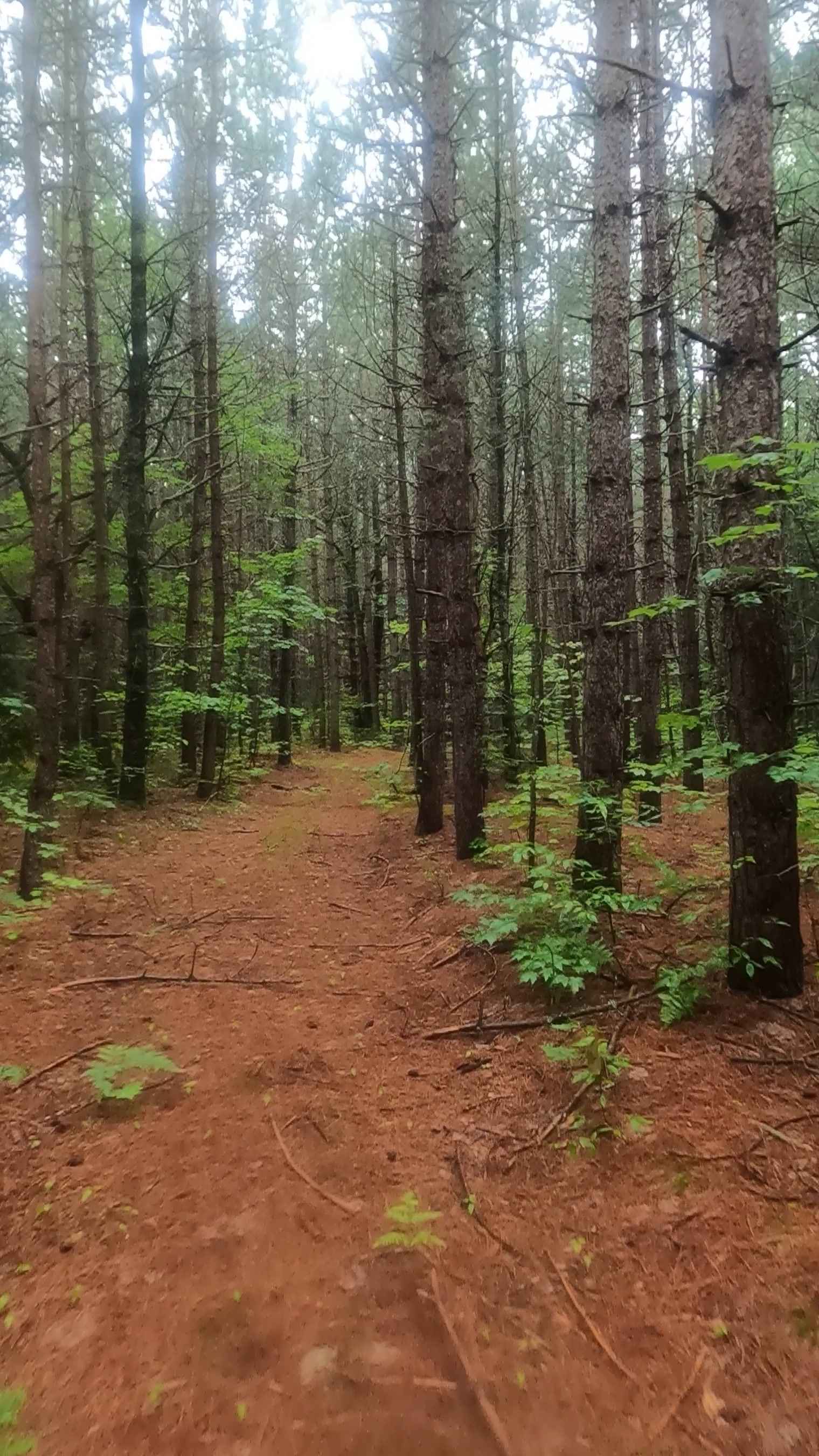 Cherry Plains Spur B (FSR 2148B)