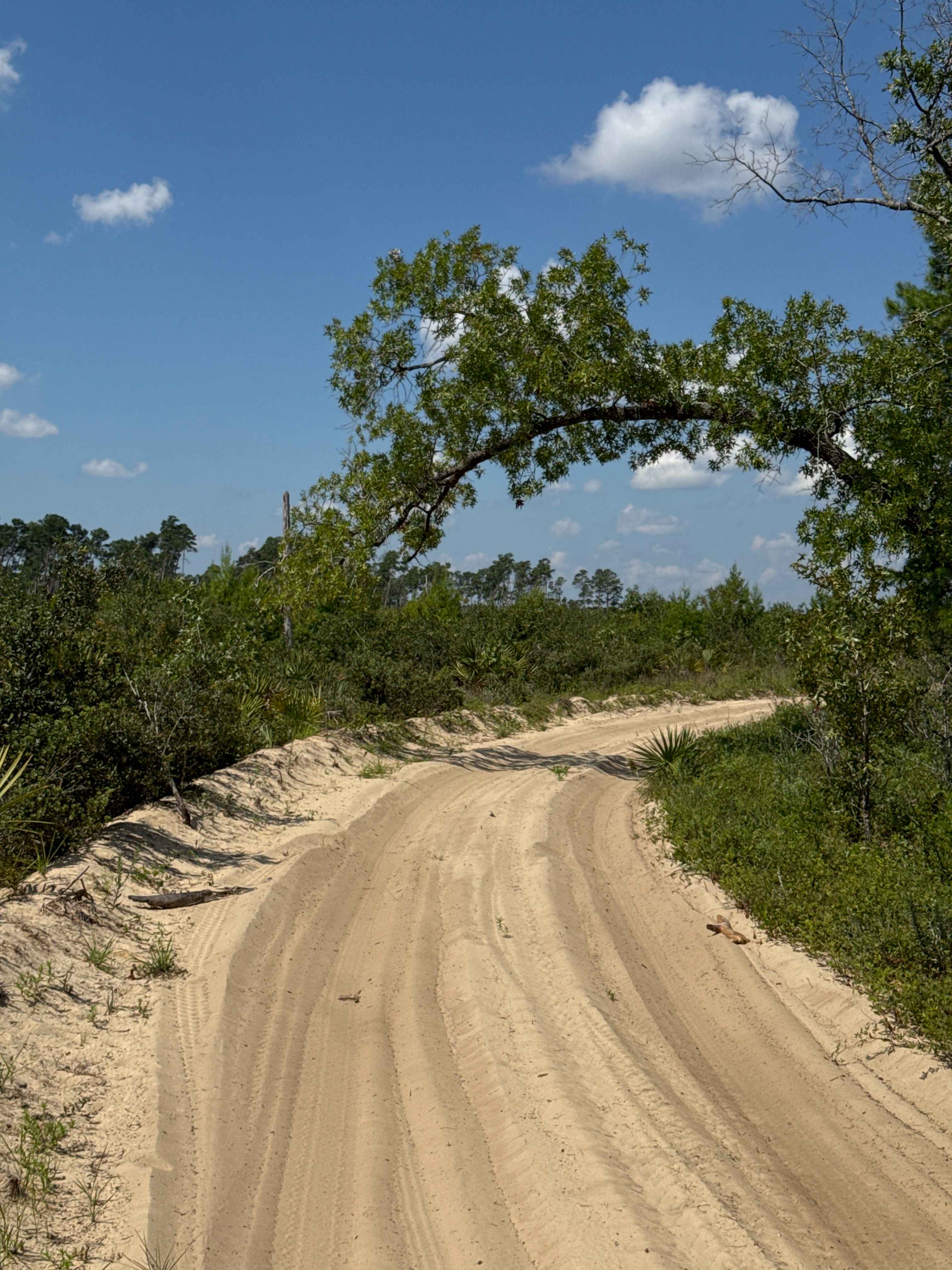 Ocala National Forest Road 58