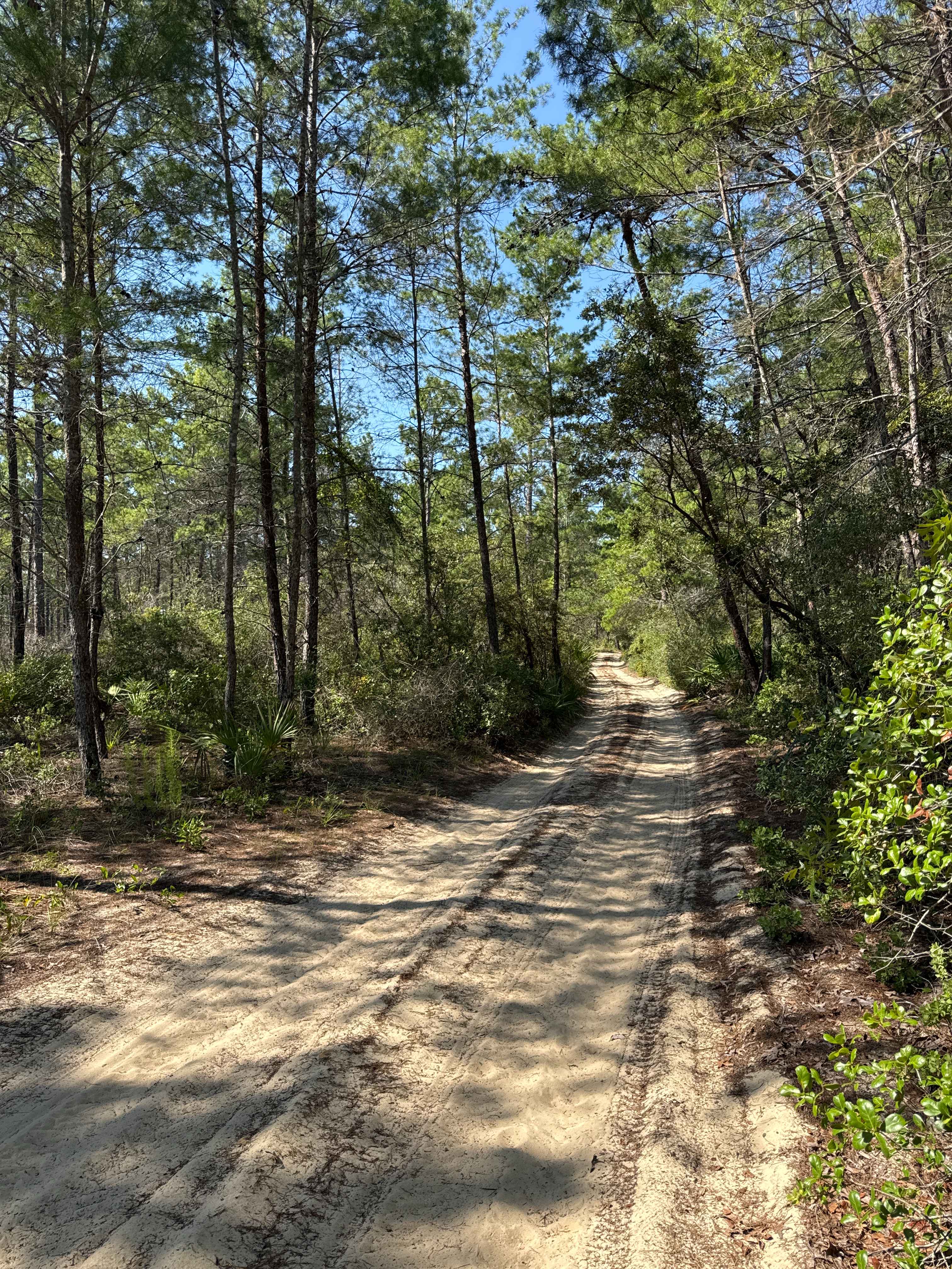 Ocala National Forest Road 58